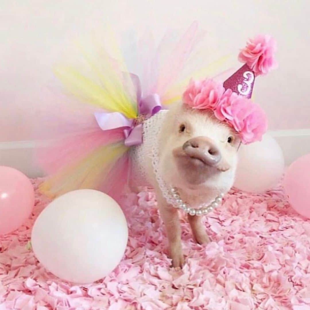 Priscilla and Poppletonさんのインスタグラム写真 - (Priscilla and PoppletonInstagram)「#ThorwbackThursday to all my past birthdays. This girl turns TEN on Saturday, and I am so excited! Anyone care to guess what my birthday theme will be this year? Swipe through to see some of my past themes and leave your guesses below! Two more sleeps!🐷🎉 #prissyturnsten #happybdayprissypig #birthdaygirl #prissyandpop」4月27日 22時01分 - prissy_pig