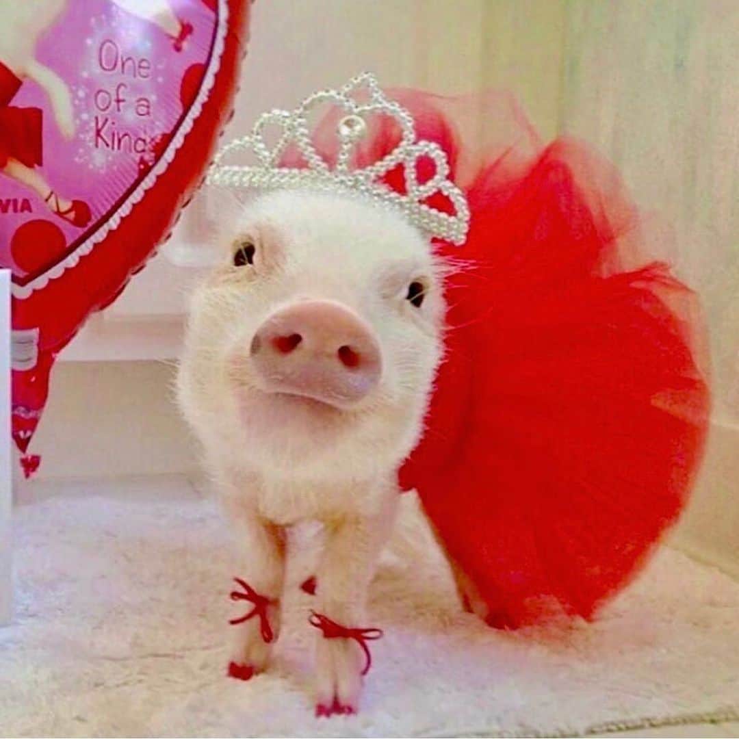 Priscilla and Poppletonのインスタグラム：「#ThorwbackThursday to all my past birthdays. This girl turns TEN on Saturday, and I am so excited! Anyone care to guess what my birthday theme will be this year? Swipe through to see some of my past themes and leave your guesses below! Two more sleeps!🐷🎉 #prissyturnsten #happybdayprissypig #birthdaygirl #prissyandpop」