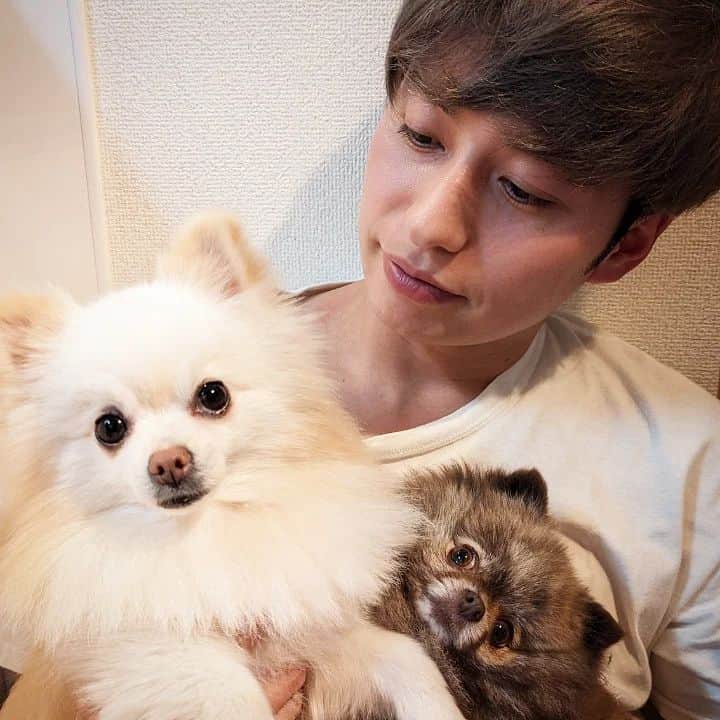 のインスタグラム：「きびころ #dogsofinstagram  #pomeranian」