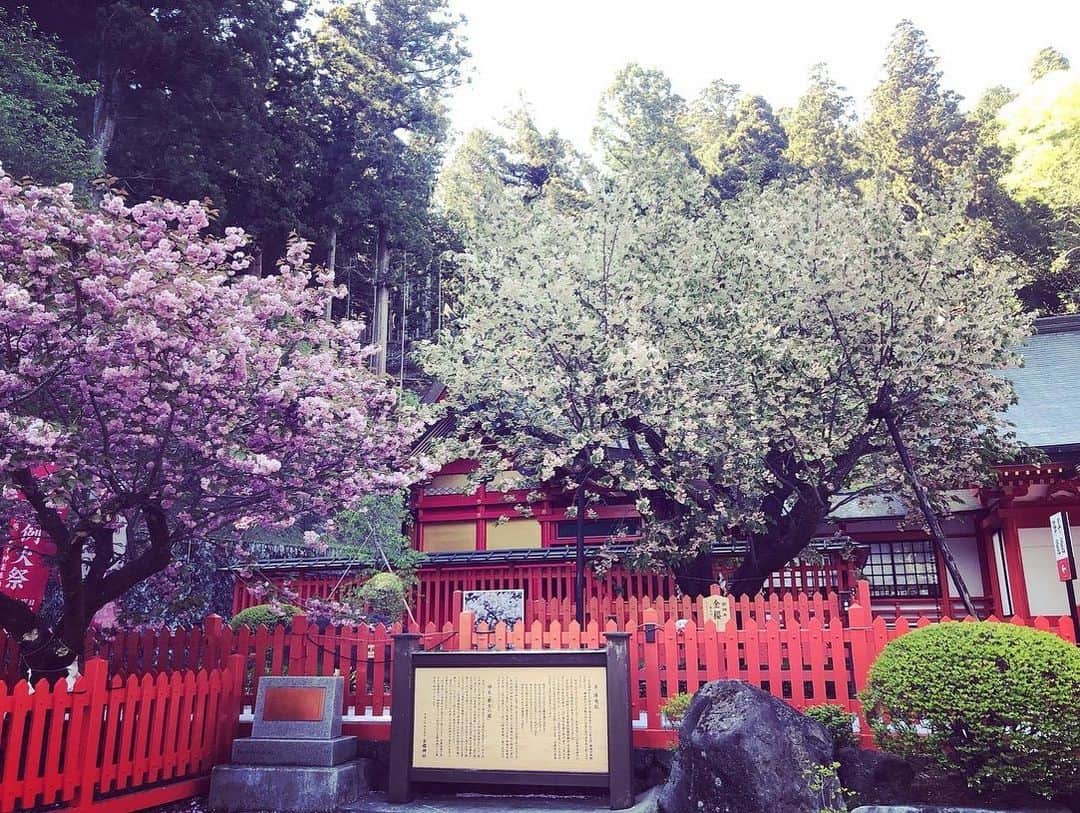 奥井雅美さんのインスタグラム写真 - (奥井雅美Instagram)「うっ🥲なんかインスタがおかしなことに！ 写真がちゃんとアップ出来なかったので再投稿してます。 👇 今日は金櫻神社さまにご挨拶のおまいりに行ってきました⛩ お友達がアップしてたのを観て私も〜っと　笑 いつ行っても清浄な空氣で好きです。今日は海外の観光客さんが多かったですが^_^  話は変わり、、、 最近食べれる野草をあれこれ探しては食してます。 自分ちに生えてるあれこれを調べては「食べれるやつや❣️」と言う感じ　笑  今日はノビルをみつけました。 毒のあるスイセンと似てるとのことで、たくさん見分け方を調べていただきました。 茹でて味噌、ポン酢、玉ねぎドレッシングなど試しました。 なんと言うか、こーゆーの豊かだなぁと思いました😌 お肉類が苦手なので余計かもですね。  そうだ！以前、わからなかったロゼット？状の棘のある草は教えて頂いた通りアメリカオニアザミで、あちこちに生えてたので可哀想だけど抜きました🥲 で、またまたわからない草がっ 最後の丸い塊はなんでしょう🤔 教えてもらったアプリでみるとスギナと出ますが多分違うと思います。 どなたか知ってる方いたらおしえてくださーい🌱🌱🌱」4月27日 22時16分 - masamiokui