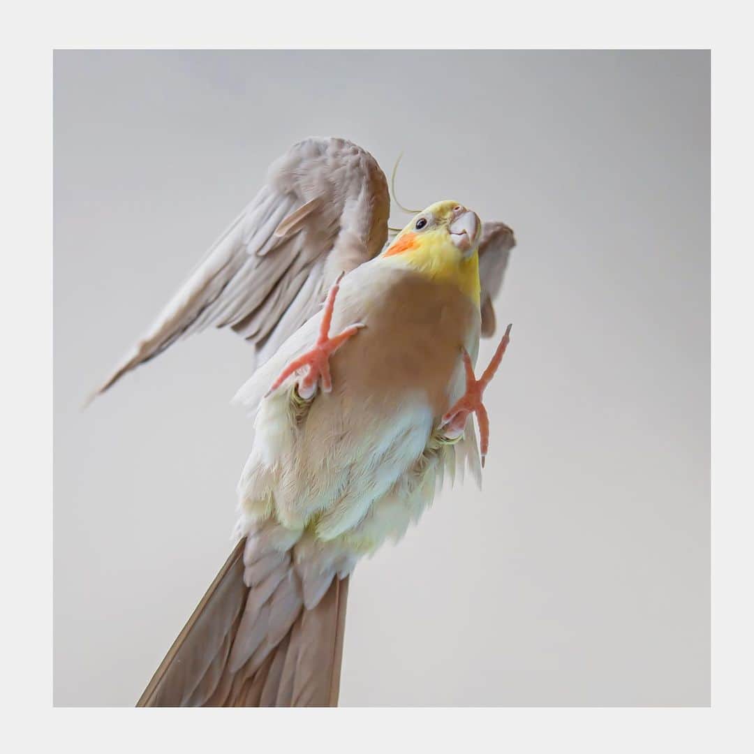 YURAPOi ゆらぽぃのインスタグラム：「best photo  http://www.ryoichisakai.com  #オカメインコ #ぽぃちゃん  ©︎ryoichisakai」