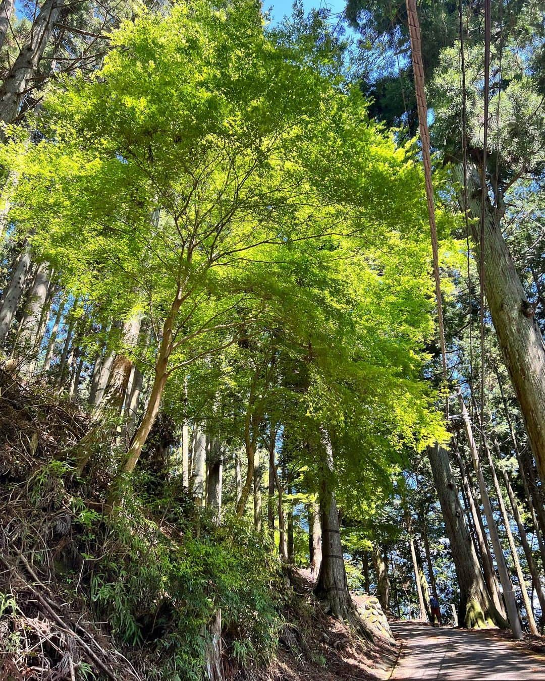 茜さやさんのインスタグラム写真 - (茜さやInstagram)「もこちゃんと身延山へ⛰ 天気が良くて新緑がキラキラ気持ちよかった☺️✨  定期的に身延山でご祈祷をしていただきますが初めて自分の足で奥の院まで歩きました！  登り2時間半めちゃくちゃ疲れるけど達成感がすごかった…🙆‍♀️  頂上付近から見える富士山にもうっとり🗻✨  今日はヘトヘトなので早く寝よう〜😴笑  #山梨県　#山梨　#身延山　#身延　#登山　#ご祈祷　#お参り　#お寺　#yamanashi #minobusan #temple #temples」4月27日 22時35分 - saya.akane