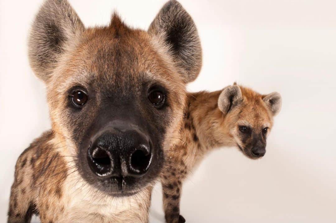 Joel Sartoreさんのインスタグラム写真 - (Joel SartoreInstagram)「This curious duo is a pair of spotted hyena @sunsetzoomhk. In the wild, hyenas live in female- dominated clans that can have up to 70 members. Within each clan, all females are dominant to all males and will remain with the clan they were born into for their entire lives. In contrast, males will move into different clans and slowly move up through the social rank as older males die. To gain favor with the dominant females, males will follow different individuals around for days or weeks until a strong relationship is established.   #hyenas #spotted #animals #mammals #wildlife #photography #animalphotography #wildlifephotography #studioportrait #HyenaDay #PhotoArk @insidenatgeo」4月27日 22時45分 - joelsartore