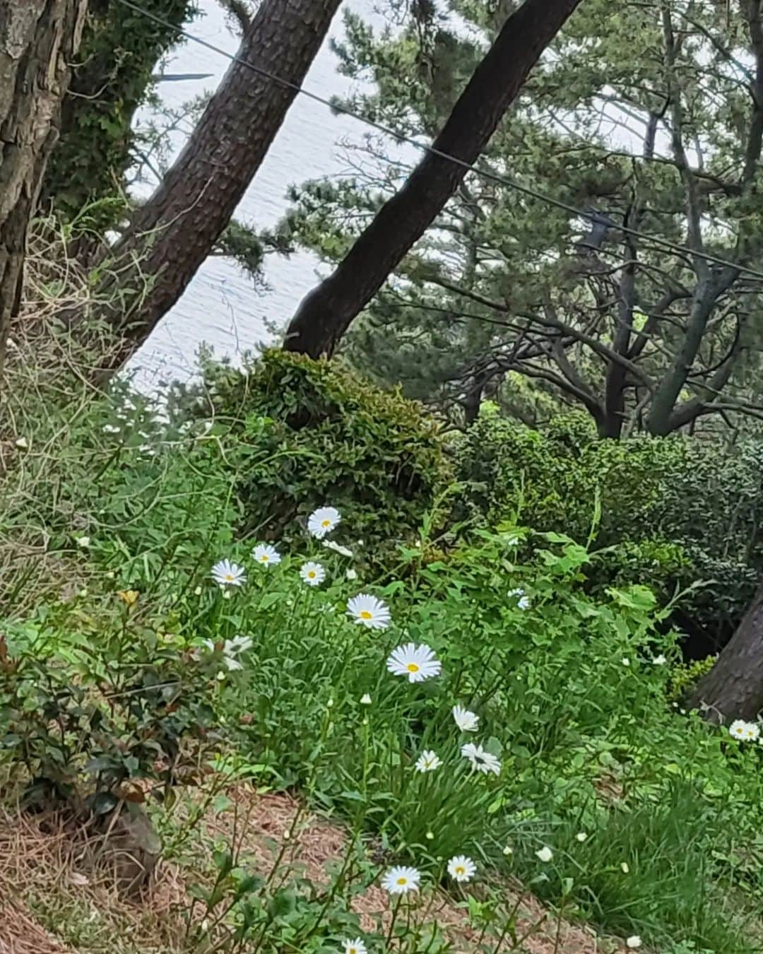 アユ・ティンティンさんのインスタグラム写真 - (アユ・ティンティンInstagram)「산👟🏞 꽃💮🌳」4月27日 22時48分 - ayutingting92