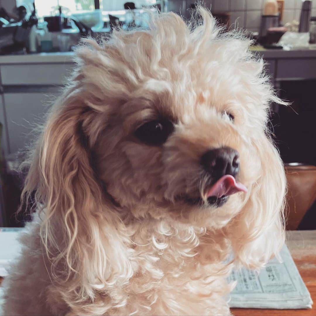 のインスタグラム：「トリミングに行ってまいりました。ひなのビフォーアフター🥰  My cutie got make over🥰  5/3桐生ジャズフェスティバルで演奏いたします❣️皆様ぜひぜひ桐生に遊びにいらしてくださいませ❣️そして5/4高槻ジャズフェスティバルに出演させていただきます❤️  初の沖縄公演が決まりました㊗️㊗️ 5/13那覇パーカーズムード(sold outですが最新のお席の状況はお店にご連絡くださいませ) parkersmood.com  5/14沖縄・名護バードランドにて演奏いたします✨❤️ご予約は☎️0980-52-1588までlineupstudio.jp/birdland.php 皆さまのご来場を心よりお待ちしております❤️」