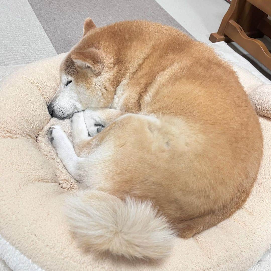 meekooのインスタグラム：「夜食にクロワッサンはいかが🥐😋 #まるんっ」