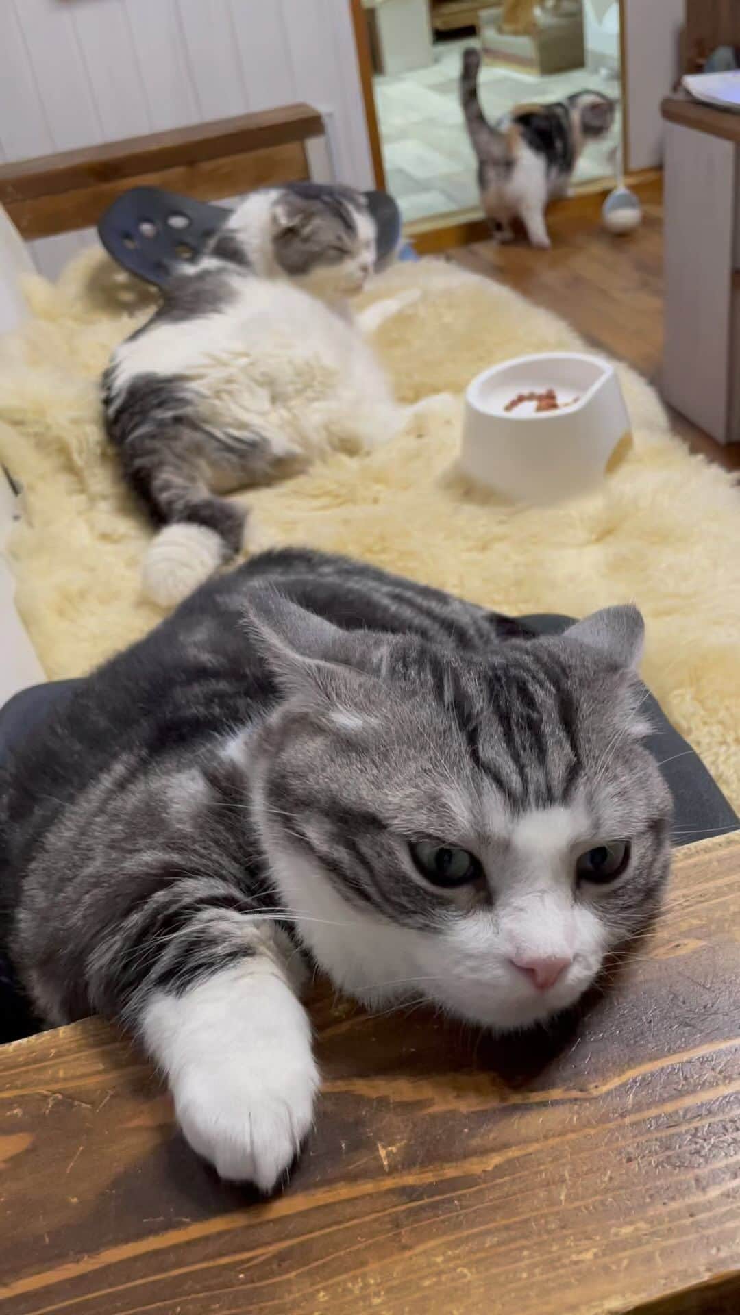のインスタグラム：「後ろでおもちゃで遊ぶママがめっちゃ気になってるパンちゃん😂  The son is interested in his mother playing behind him, but he only moves his ears and does not turn around.🤭😂  @tomatonegi  @kinakuro59 楽しいオモチャありがとう。 #cat#cats#catscatscats #matherandson #マンチカン#ねこ #ねこのいる暮らし #ねこと暮らす #癒し猫」