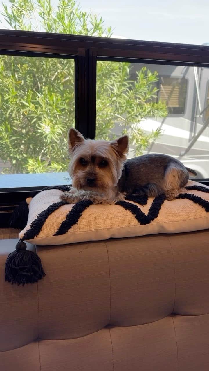のインスタグラム：「Max 💭 Am I your type?! 🤩♥️🥰😆😜#HandsomeBoy #MyType #ILoveHimSoMuch#CatByTheWindow #LittleNugget #MySpecialBoy #HappyAlmostFriday #RVTravel #TravelingDog #SeniorDogsRule」