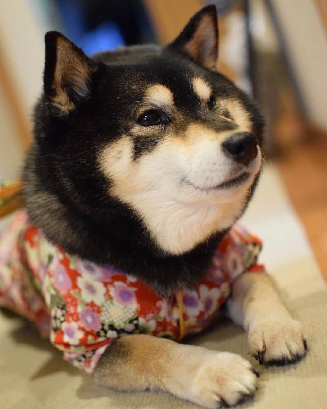 吾子のインスタグラム：「・ ・ ・ ・ ・ 最近、超もふもふなあこわん🐶💕🌸 ・ 片付けしてたら着物が出てきたので着てみる👘💕 ・ てって短いって🐶❓ ・ おねえちゃん👧🏻が写真撮ってくれたの🐶✨ ・ ・ ・ ・ ・ ・ ・ ・ ・ ・ ・ ・ ・ ・ ・ ・ ・ ・ ・ ・ ・ ・ ・ ・ #おでぶじゃないよ #首ほっそ #sapporo  ・ 北海道の柴犬 #柴北会 の皆ワン🐶お散歩ドロドロになるけどちゃんと足洗おうねー ・ #adorable #instadog#shibainu#dog#柴犬ライフ #instashiba#柴犬マニア #9gag #barked #kuroshiba#socute #cutedog#いぬのきもち #黒柴 #dogstagram_japan」