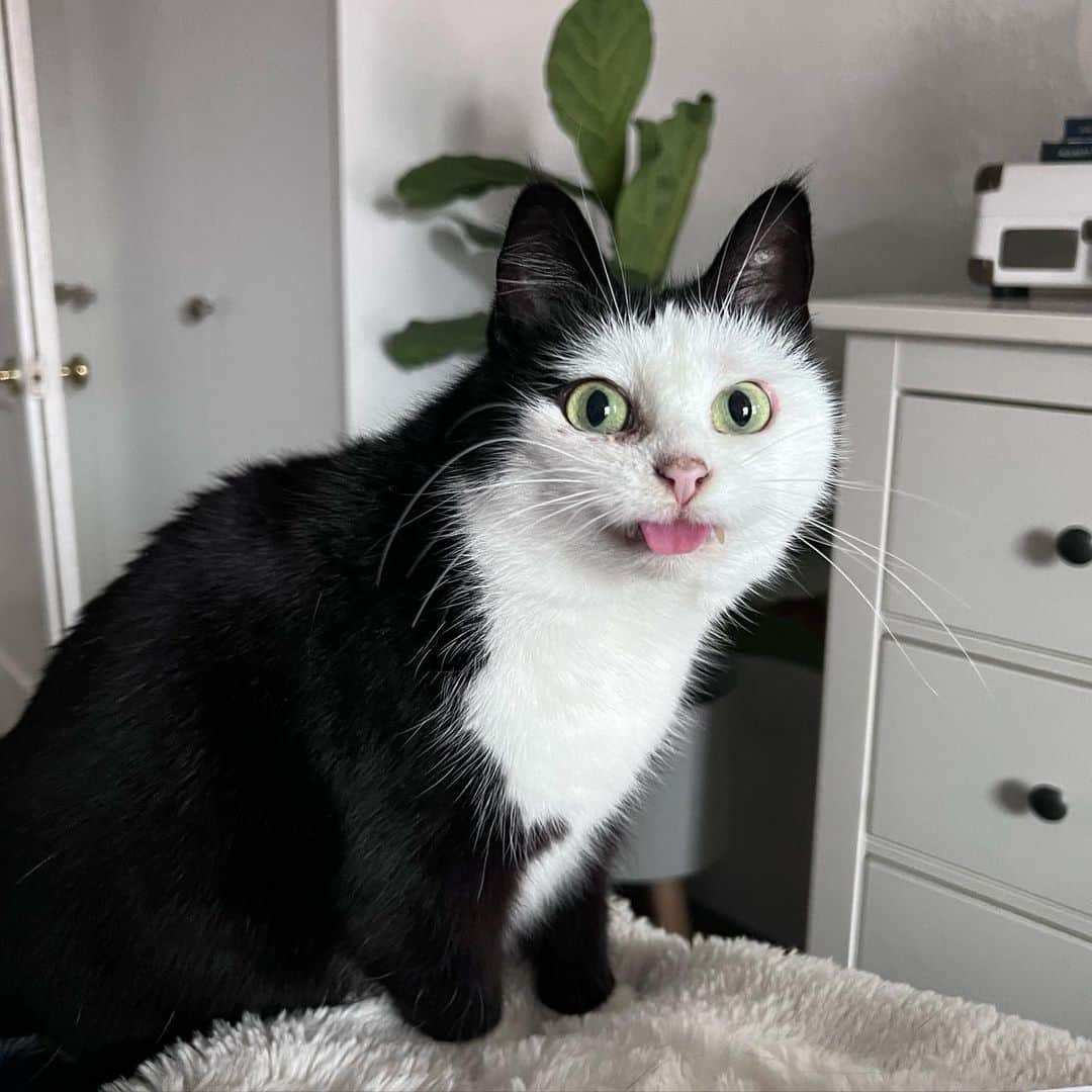 Aww Clubさんのインスタグラム写真 - (Aww ClubInstagram)「Oops  @maumau.thecartooncat   #meowed #cutecat #cat #emoji #maumauthecartooncat #maumau #tongue #👅」4月28日 0時00分 - meowed