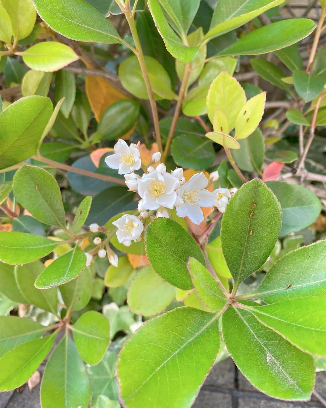 ほしのあすかのインスタグラム：「🌸🌼🌹🌷🌼🎁」