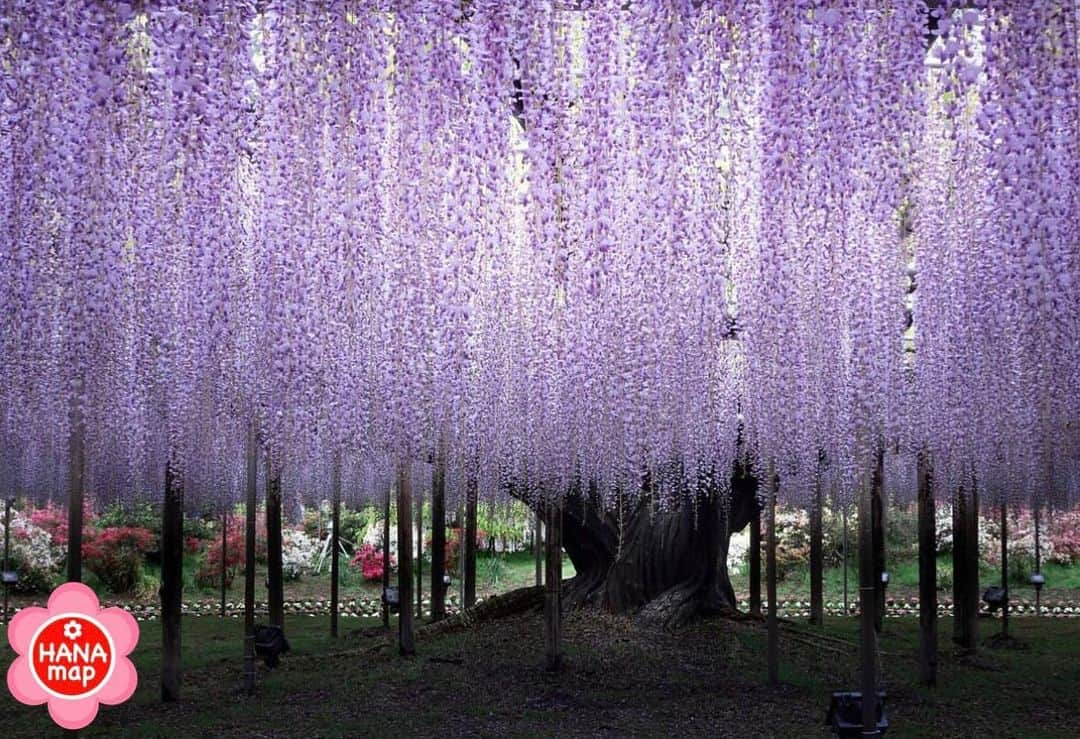 はなまっぷ❁日本の花風景のインスタグラム