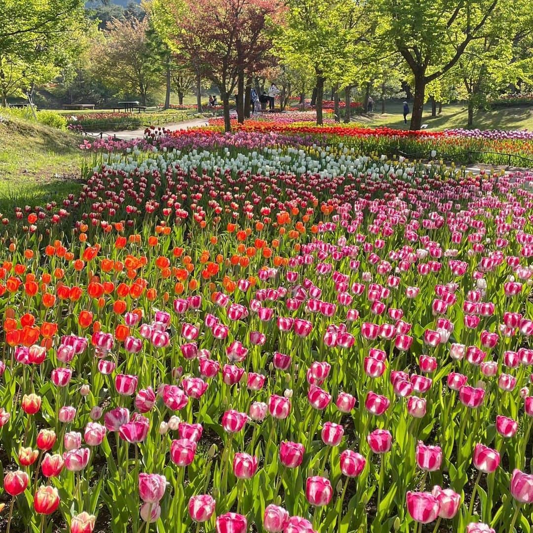 依田司さんのインスタグラム写真 - (依田司Instagram)「4月28日（金） 長野県安曇野市「国営アルプスあづみの公園」から。 北アルプスの麓、安曇野の懐かしい風景を再現した里山文化ゾーンでは、一面に広がる菜の花。その数、およそ５００万本！ 元々あった棚田を有効利用して、菜の花の段々畑となっています。 バス停や学校机、ブランコなどが配置されていて、映え写真スポットも点在。空気も美味しいし、雪を被ったアルプスの山々も最高です。 菜の花の見ごろは来月上旬まで。GW期間中楽しめそうです。  前日には、長野朝日放送の「abnステーション」に出させていただき、中野希友未アナウンサーとチューリップ畑をご紹介させて頂きました。abnの皆様、お世話になりました。  #国営アルプスあずみの公園 #中野希友未 #goslowcaravan #ゴースローキャラバン  #依田さん #依田司 #お天気検定 #テレビ朝日 #グッドモーニング #気象予報士 #お天気キャスター #森林インストラクター #グリーンセイバーアドバンス #プロジェクトワイルド #IPCC伝導者 #japan #japantrip #japantravel #unknownjapan #japanAdventure #japanlife #lifeinjapan #instagramjapan #instajapan #療癒 #ilovejapan #weather #weathercaster #weatherforecast」4月28日 9時44分 - tsukasa_yoda