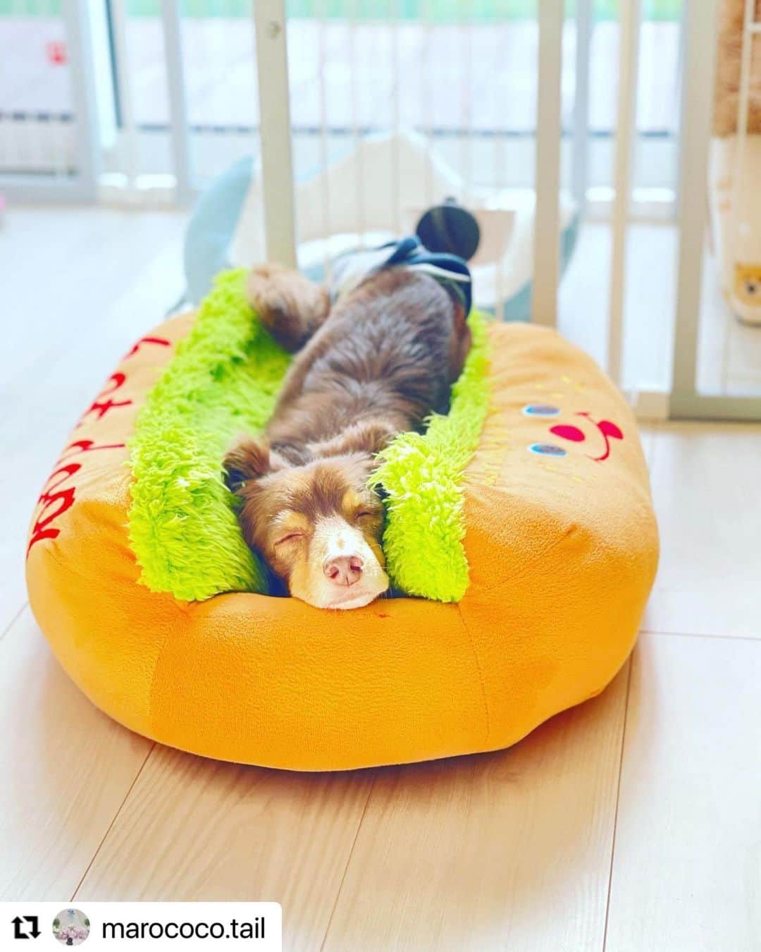 のインスタグラム：「#Repost @marococo.tail さんのまろんちゃん。  可愛いホットドッグが出来上がり😍  ハッシュタグ #いぬのきもち #ねこのきもち に投稿いただいた可愛い写真をご紹介しています！ 「いぬのきもちWEB　MAGAZINE」、「ねこのきもちWEB MAGAZINE」でもご紹介させていただくことも！  -------------------  .  #いぬ #いぬすたぐらむ #いぬのいる暮らし #いぬのきもち #いぬ好き #犬 #犬好きさんと繋がりたい #犬のいる生活 #犬と暮らす #犬好き #dog #dogsofinstagram #dogstagram   #チワックス」