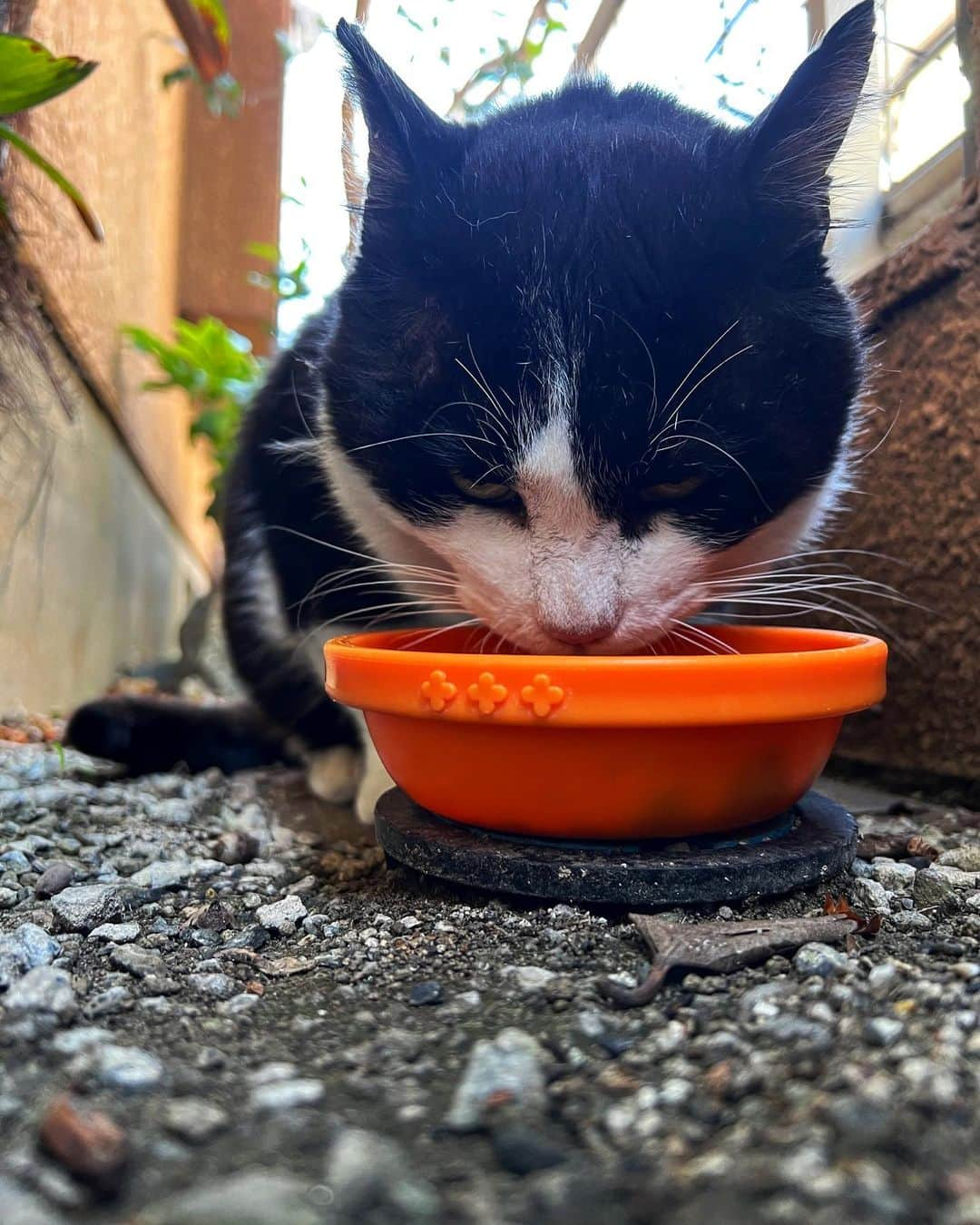 Kachimo Yoshimatsuさんのインスタグラム写真 - (Kachimo YoshimatsuInstagram)「おはようイカスミ Good Morning Ikasumi 埼玉は今日も気持ちいい天気｡ 明日からGWが始まるけど お休みの人もお仕事の人も居ます。  本業はお休みですが、 ココシバでは、 4/29〜30 eno「FACE」展 4/29 芝園団地×北本団地トークショー 4/30 TVCMを皆んなで見る会 5/1 定休日 5/2〜14 井上文香個展 5/3 妄想酒場　絵夢子 5/7 ハンドメイドスローマーケット 5/7 柳家かゑる落語会 と続きます。  まったくもっとゴールデンンな1週間です。  #うちの猫ら #猫 #ねこ #ニャンスタグラム #にゃんすたぐらむ #ねこのきもち #cat #ネコ #catstagram #ネコ部 http://kachimo.exblog.jp  #ココシバ #川口市 #蕨駅 #トランスビュー #本屋 #ブックカフェ #bookcafe #書店 #ココシバ開店5周年 #芝銀座 http://cocoshiba.com」4月28日 10時01分 - kachimo