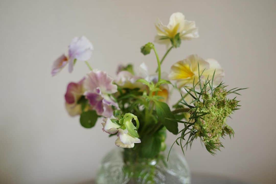 内山理名さんのインスタグラム写真 - (内山理名Instagram)「𓂃‪𓃱𓈒𓏸  ビオラの季節もそろそろ終わり。 沢山摘んだあとはハーブでも植えようかなと。  ビオラは色合いと香りが好きなんだよなぁ🫧　また次の季節へ🌱」4月28日 10時35分 - rinauchiyama_official