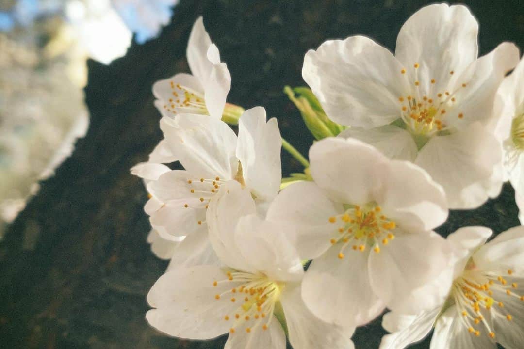 佐藤乃莉さんのインスタグラム写真 - (佐藤乃莉Instagram)「この前まで桜が咲いていて  最近までツツジが綺麗で、  次は紫陽花かな、  葉桜も好きな佐藤です。  ただ、 毛虫さんは苦手だけど…w  🐛✨  #cherryblossoms#桜#japan#花#flowers」4月28日 10時38分 - nori_sato_
