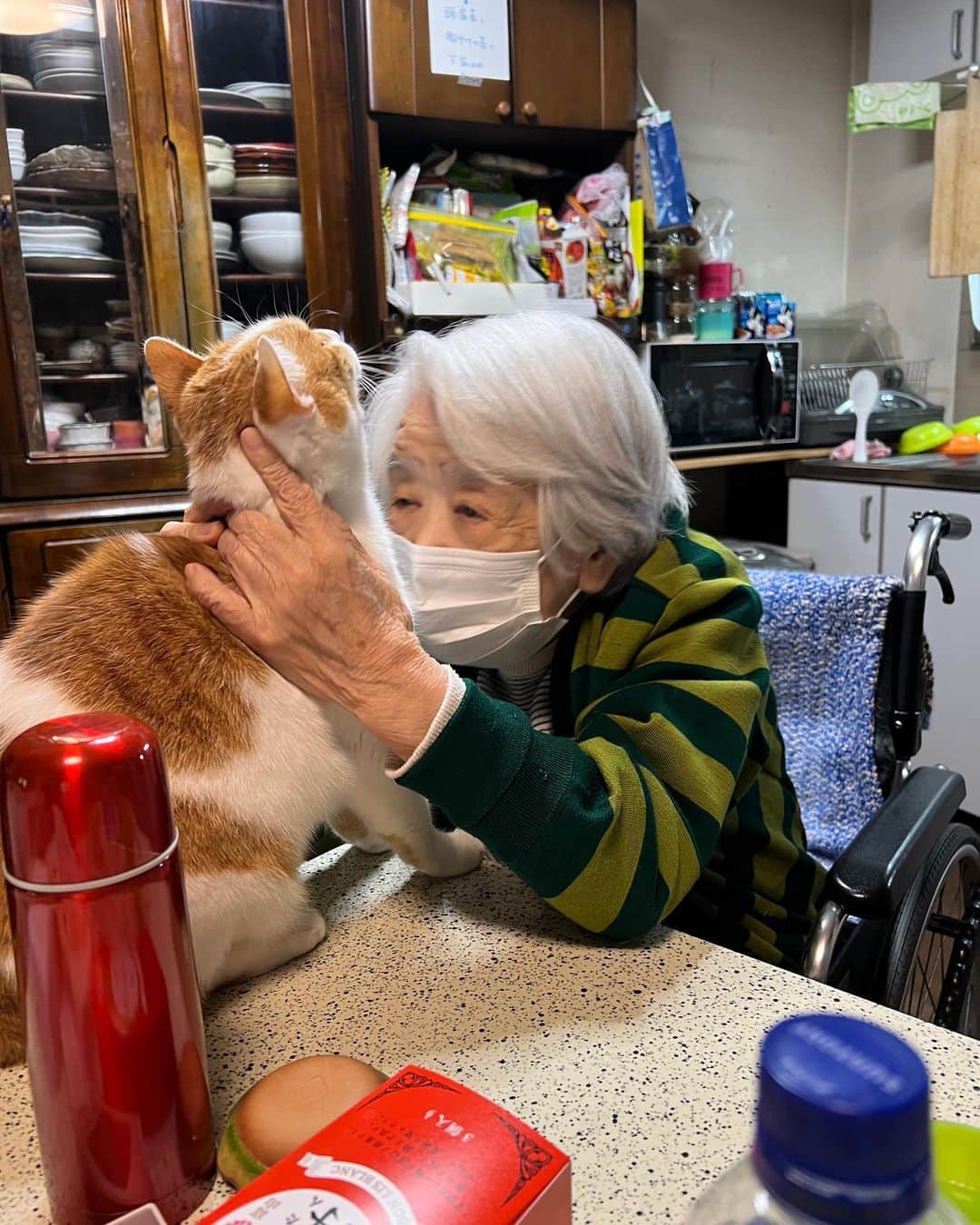 Kachimo Yoshimatsuさんのインスタグラム写真 - (Kachimo YoshimatsuInstagram)「バーバちゃんに撫で撫で攻撃された。いやじゃないよ。  #うちの猫ら #猫 #oinari #ねこ #ニャンスタグラム #にゃんすたぐらむ #ねこのきもち #cat #ネコ #catstagram #ネコ部 http://kachimo.exblog.jp」4月28日 2時14分 - kachimo