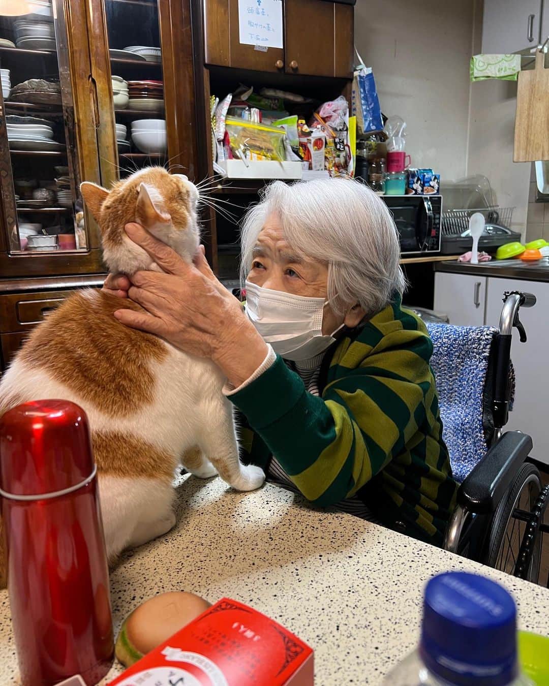 Kachimo Yoshimatsuのインスタグラム：「バーバちゃんに撫で撫で攻撃された。いやじゃないよ。  #うちの猫ら #猫 #oinari #ねこ #ニャンスタグラム #にゃんすたぐらむ #ねこのきもち #cat #ネコ #catstagram #ネコ部 http://kachimo.exblog.jp」