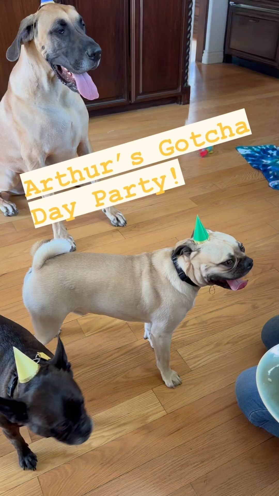 エミリー・スワローのインスタグラム：「A year ago yesterday, we got a squirmy and rambunctious little rescue pup to keep @normajeanmeatballs company.  Some days she thanks us, and some days we catch her plotting his demise, but we think Norma Jean secretly loves Arthur Miller the pug-a-bull.  He keeps us on our toes and certainly lets us know he THINKS he’s tough, even if we know better (as is evidenced by his distrust of the candle on his cake)…  #gotchaday #arthurmillerthepugabull #normajeanmeatballs #obichan #frenchtonsofinstagram #frenchton #pugsofinstagram #pugabullsofinstagram #greatdanesofinstagram #dogstagram #rescuedogsofinstagram」
