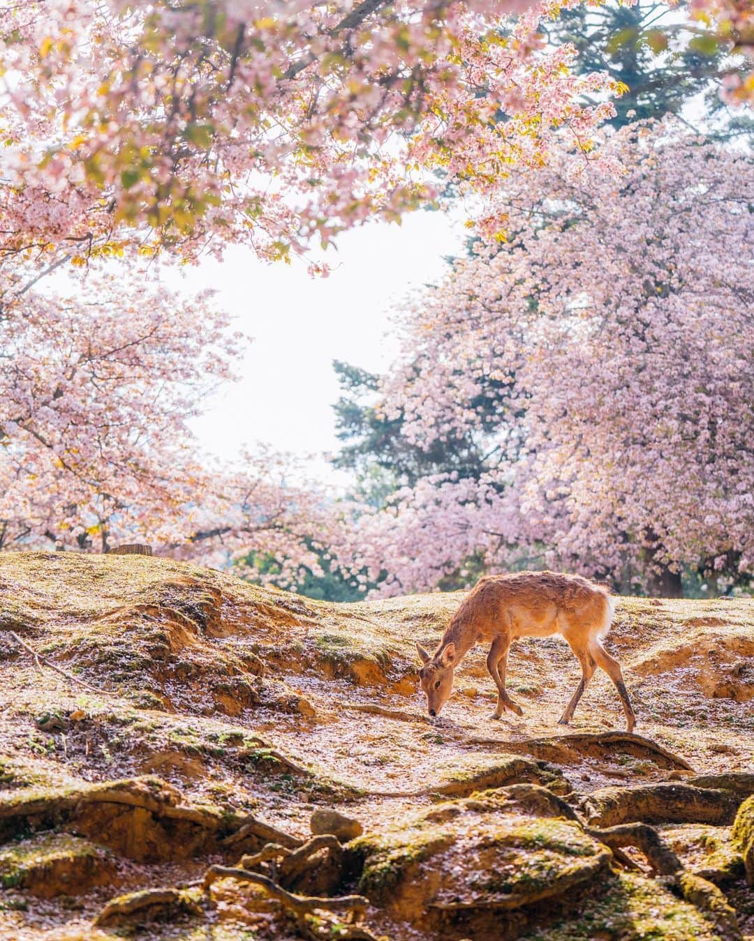 Travel + Leisureさんのインスタグラム写真 - (Travel + LeisureInstagram)「Photo by @vincelimphoto 🌸 Japan is renowned for its delicate cherry blossoms and mesmerizing bamboo forests, but that’s only the beginning of its charms. Get our list of the most beautiful places in the country at the link in bio.」4月28日 3時15分 - travelandleisure