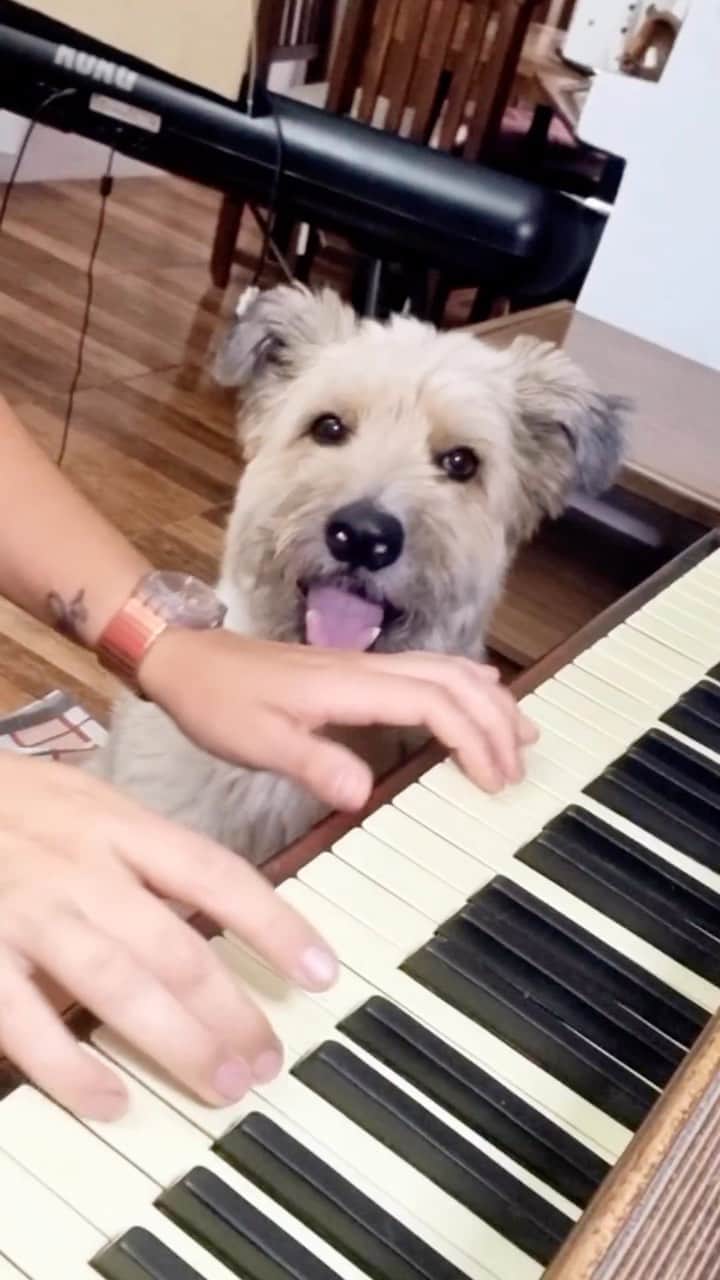 のインスタグラム：「@soykorsy okay but why is this so catchy? 🎤 can we get a big round of appawse for @soykorsy 👏  #puretalent #dogsgottalent #dogsofinstagram #pianodogs」