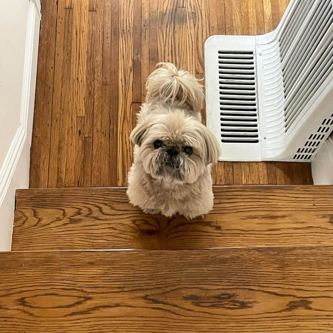 Dougie the Shih Tzuのインスタグラム：「Needs a helper.」