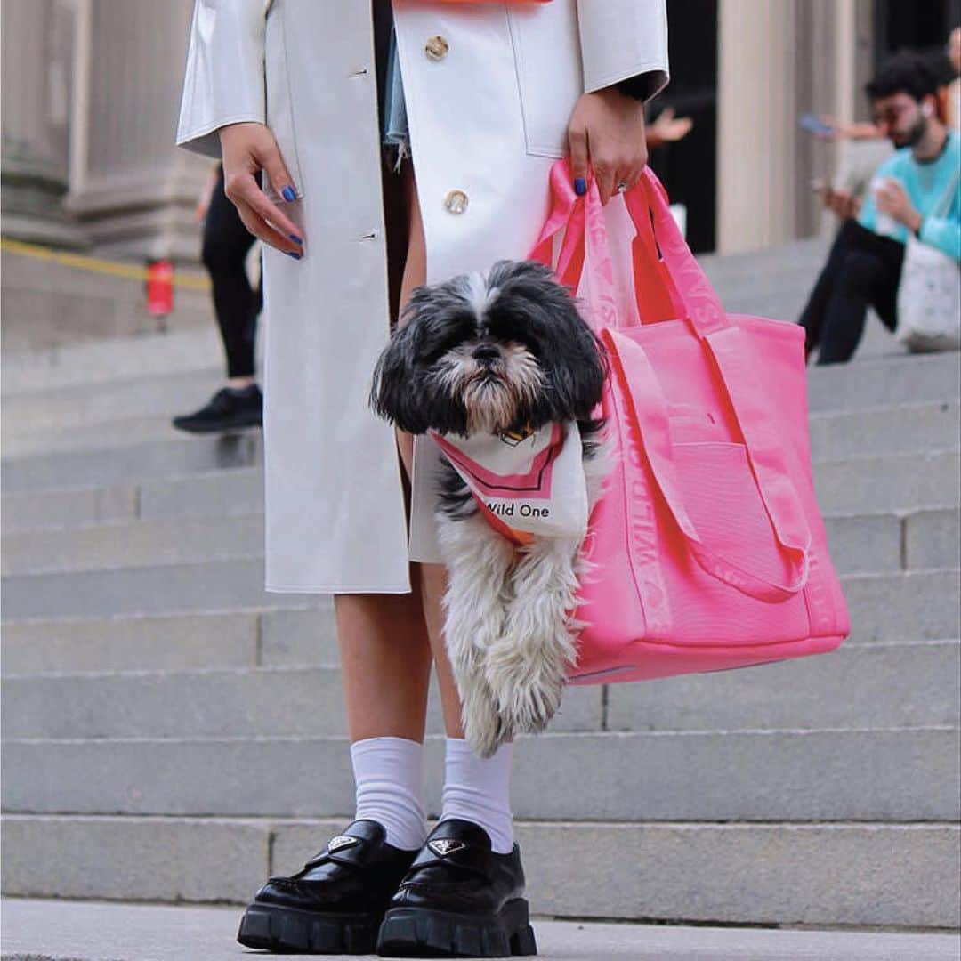 アイザックミズラヒのインスタグラム：「Carry your pup in style. The Isaac Mizrahi Loves Wild One collection includes the perfect accessory for any stylish pup on the go— a vibrant pink dog carrier that is both chic and functional. 🐾💖」