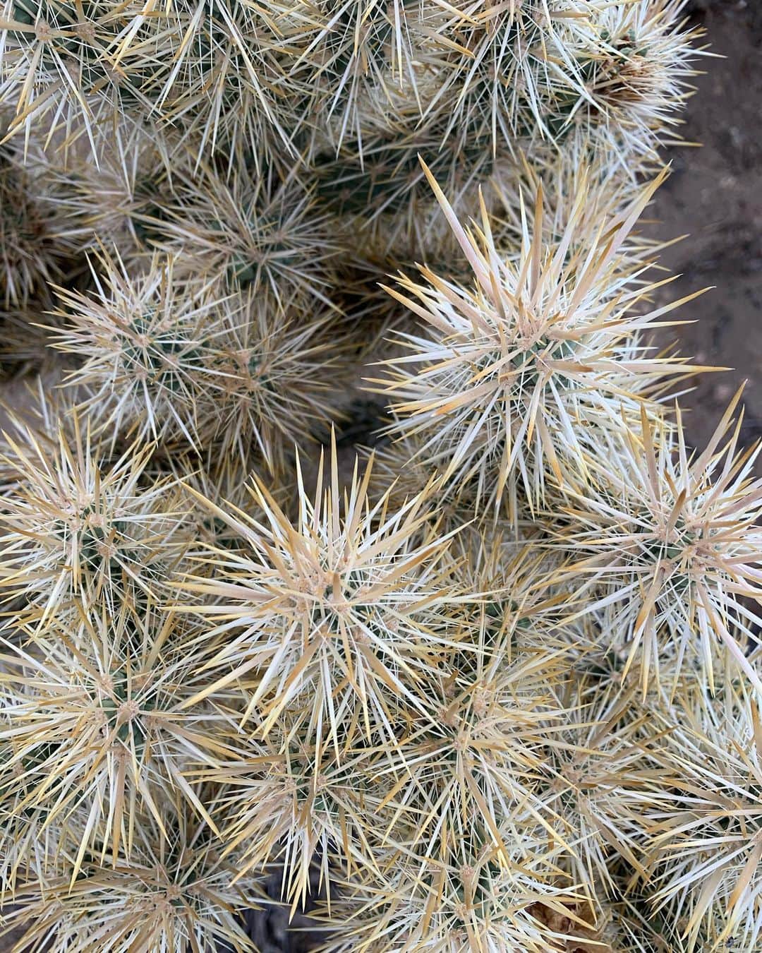 Kate Oliverさんのインスタグラム写真 - (Kate OliverInstagram)「Spiky things that look soft (until you get close).  Sometimes I appear to have spikes, but if you get close — Soft.」4月28日 3時55分 - birchandpine