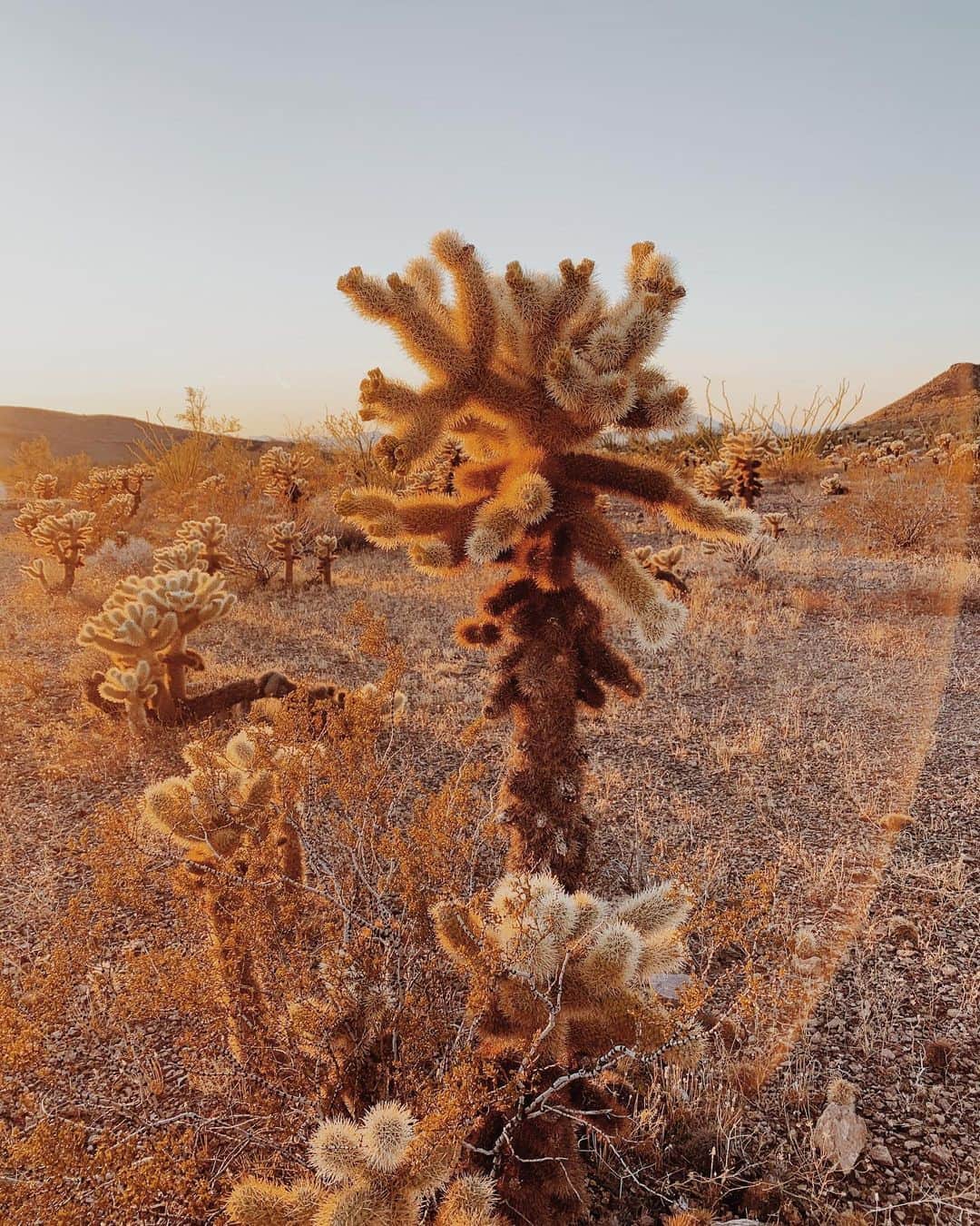 Kate Oliverのインスタグラム：「Spiky things that look soft (until you get close).  Sometimes I appear to have spikes, but if you get close — Soft.」