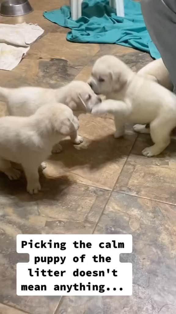 World of Labradors!のインスタグラム：「Mack is a mood. 😂 - @sjotimestudios  TikTok: clairesjo」