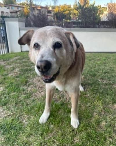 ベラミー・ヤングさんのインスタグラム写真 - (ベラミー・ヤングInstagram)「Just a little #TBT smile 🥰 Way over a decade ago, I rescued a beautiful dog as he was wandering onto the 110 freeway near where I lived in #SouthPasadena. It was an impossibly hot day, & he didn't know what he was doing cuz he had heatstroke. I managed to get him in my car & to a vet (so much for that #BonIver concert at the #Wiltern ) After I got him stable, I searched & searched for his family- with no luck at all. So I began to try & help him find a new family to love & care for him. A dear friend Gavin, who had written the episode of #ColdCase I'd just done, turned out to be the perfect match for this loving boy. And a wonderful new chapter began.  Gavin wrote me this fall to say that Charly has been & is having a terrific life, but that he's getting quite old now, so if I wanted to say goodbye, it was time to come around. I was crushed to reply that I live in NYC now. But luckily, work brought me to LA a couple of weeks ago, & I got to hug Charly & tell him what a GOOD BOY he is & how lucky I feel to have gotten to be on his path in this life & to get to love him. 🥰 We can never know how the random events that surprise us in our lives will shape us- or those with whom we share those moments. Try & meet them with love & patience: the universe just may need your help to get something accomplished. I'm sending everybody so very much love today. Especially Charly & Gavin. May we all love each other the best we know how. #Foster #FosterDog #Adopt #AdoptDontShop ❤️🐶❤️」4月28日 4時51分 - bellamyyoung