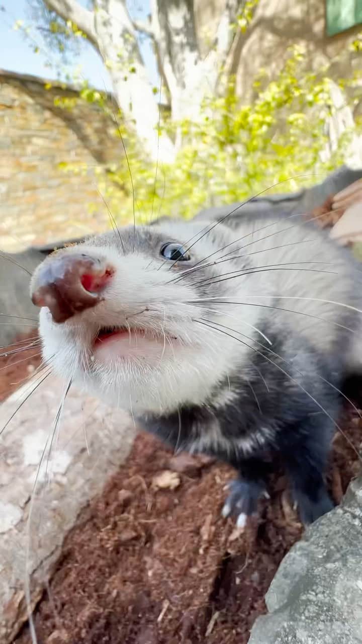 San Diego Zooのインスタグラム：「W.T.F: Who’s that ferret   Meet Cheyenne, the new ambassador and sneaky snack bandit in basecamp.  #Ferret #FerretGram #Snacks #SanDiegoZoo」