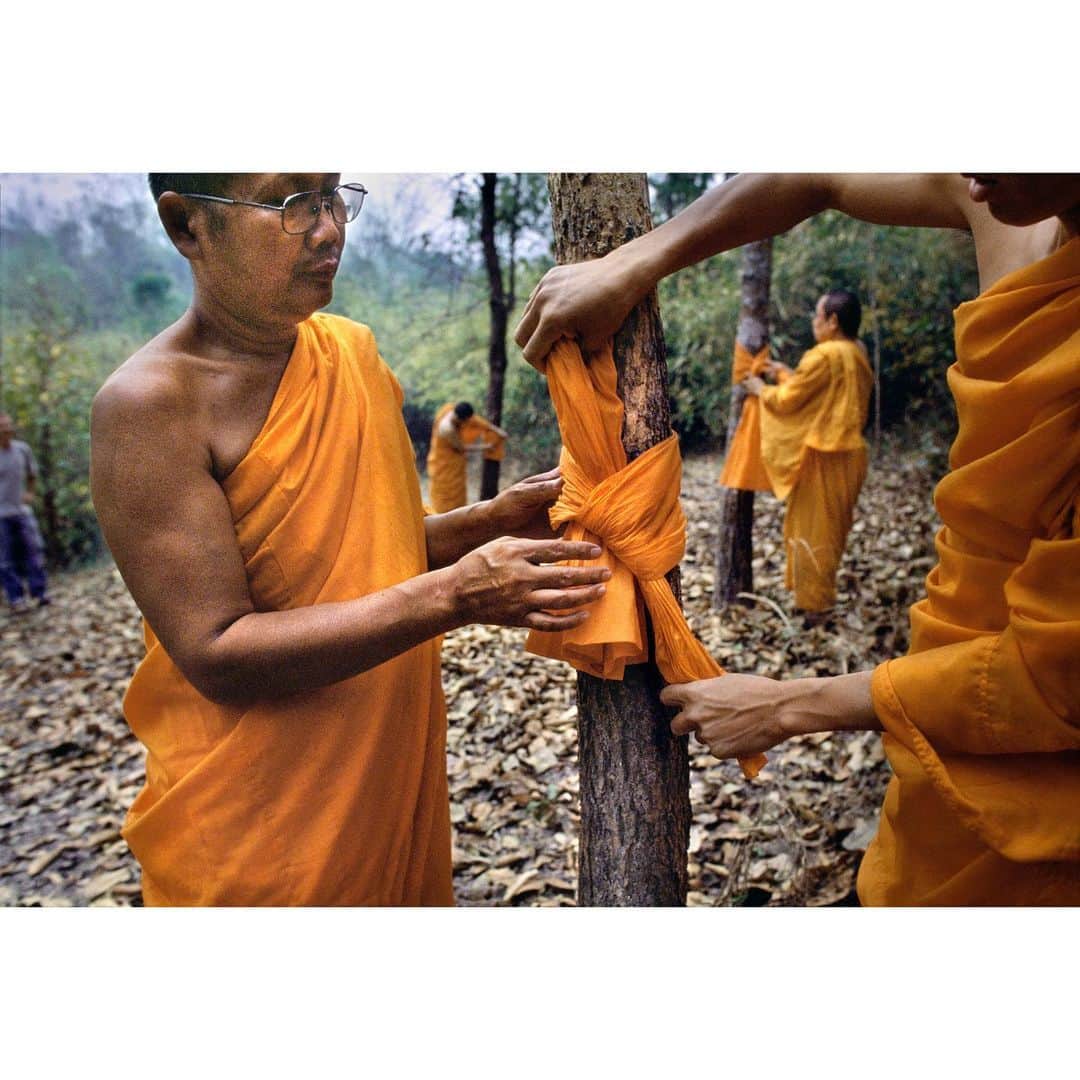 スティーブ・マカリーのインスタグラム：「In Northern Thailand, monks tie scarves around trees to signify that the tree has been blessed and should not be cut down by illegal loggers. The monks want people to understand their connection and responsibility towards nature. #Thailand, 2004.」