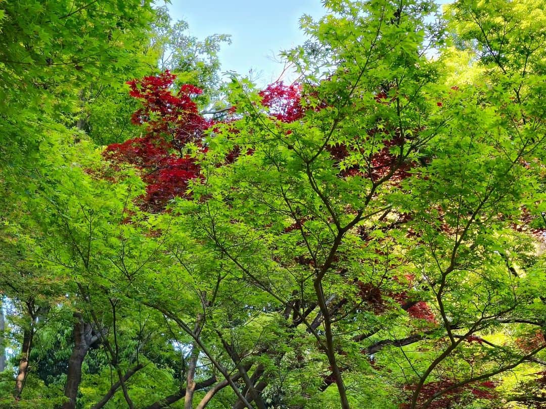 Shihoさんのインスタグラム写真 - (ShihoInstagram)「昔から大好きな公園。 日本で最初の音楽評論家、大田黒元雄氏の邸宅だった大田黒公園。 緑の季節は特に心地良い場所。  #大田黒公園 #公園 #park #strolling #takeawalk #sunnyday #散歩 #singerslife」4月28日 5時43分 - fried_pride_shiho