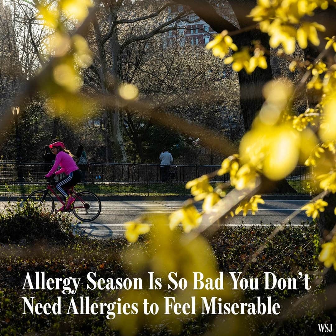 Wall Street Journalさんのインスタグラム写真 - (Wall Street JournalInstagram)「This year’s allergy season is especially bad, making life miserable for annual sufferers as well as people who thought seasonal allergies didn’t affect them. ⁠ ⁠ The pollen season this year started earlier and more forcefully than usual in some parts of the U.S., say allergists and pollen counters, meaning that even those without diagnosed allergies are wheezing, sneezing and reporting irritated and puffy eyes. ⁠ ⁠ True allergic rhinitis, also known as seasonal allergies or hay fever, is an allergic reaction to irritants such as airborne pollens or molds that often occur in the spring, when warmer temperatures lead trees to release pollen. About 25% of U.S. adults and 19% of children have been diagnosed with seasonal allergies, according to the National Center for Health Statistics.⁠ ⁠ Part of the reason this year is packing a bigger punch for many of us, allergists and environmental researchers say, is a warmer-than-usual winter, which meant pollen season got off to an early start. High levels of pollen can produce allergy-like symptoms, irritating the eyes and sinuses like any other environmental debris, such as campfire smoke, says Dr. Courtney Jackson Blair, an allergist-immunologist in McLean, Va.⁠ ⁠ Over-the-counter treatments such as nasal sprays and oral antihistamines might help symptoms regardless of whether they are true allergies or just irritation. Doctors recommend that people with allergy-like symptoms see a provider to rule out other health problems and develop treatment plans.⁠ ⁠ Read more at the link in our bio.⁠ ⁠ Photo: Alexi Rosenfeld/Getty Images」4月28日 8時00分 - wsj