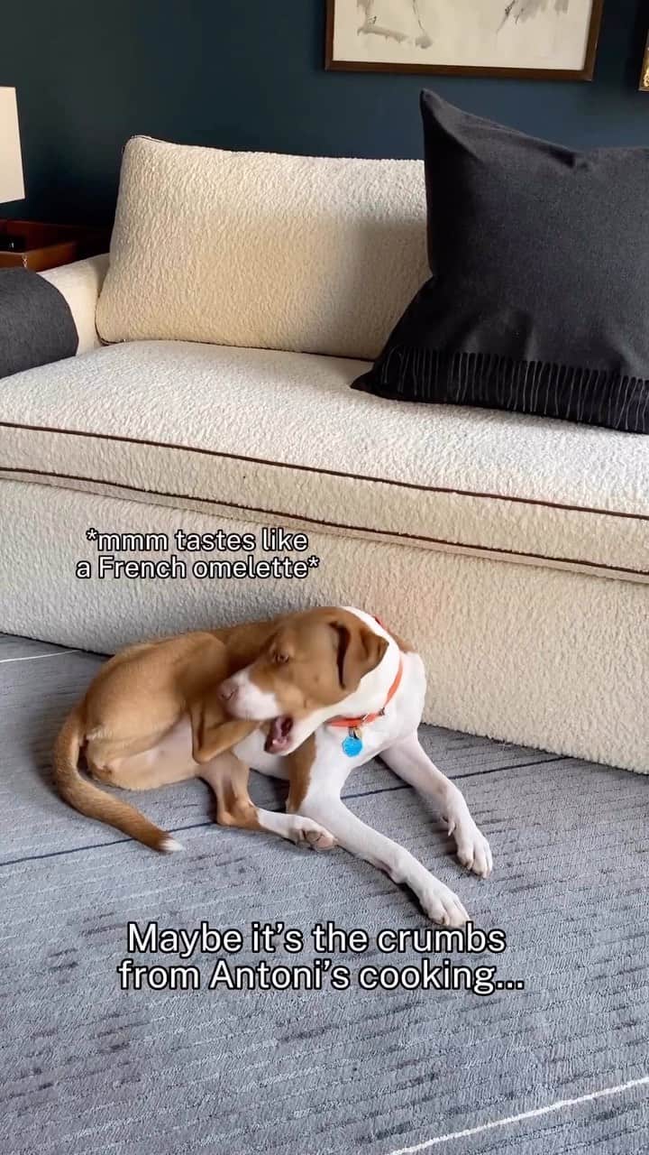 のインスタグラム：「obviously @neonthemutt saves @antoni’s crumbs on her paws for later — we sure would 😋 (or maybe that’s where she’s hiding her @yummerspets?!)  . . . #yummerspets #dogsofinstagram #antoni #neonthemutt #dogfeet #doglife #dogswillbedogs」