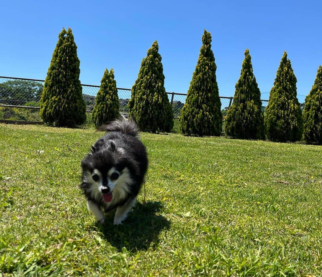 小野真弓さんのインスタグラム写真 - (小野真弓Instagram)「おはようございます😆☀️ 今日も暑くなりそうですね😆  お散歩を控えて、お庭トコトコのみで、 安静にしていたハナちゃんですが、 調子が良さそうだったので 短時間だけドッグラン🌿🦝🐏💨  余程嬉しかったのかーー おろした瞬間！ 走るーー😆😆😆😭 緑の匂いとお日様、気持ち良いもんね☺️✨ 体調と相談しながら、 無理のない範囲でまた来ようね😆🩷  この分だと、 8月の15歳の誕生日を迎えることなんて、 楽勝だわね🎂😆  そろそろ熱中症注意の季節、、 動物も人も 暑さに体が慣れていないので 気をつけましょうね☺️⚡️  今日も良い一日を＼(^o^)／  #青空#晴天#ドッグラン#たんぼ#山 #木更津暮らし#犬と猫のいる暮らし#犬猫日記 #走るハナちゃん #僧帽弁閉鎖不全症 #心臓肥大#気管虚脱#腎臓疾患 #おばあちゃん犬  黄色いボールがお気に入りのナナちゃま🐯🎀 おかーさん、どーぞ🟡 って、いつも持ってきてくれます🥹🩷 朝起きると必ず枕元に😆 たからもの、ありがとう(*´꒳`*)🥰」4月28日 8時13分 - hanaharuaroi