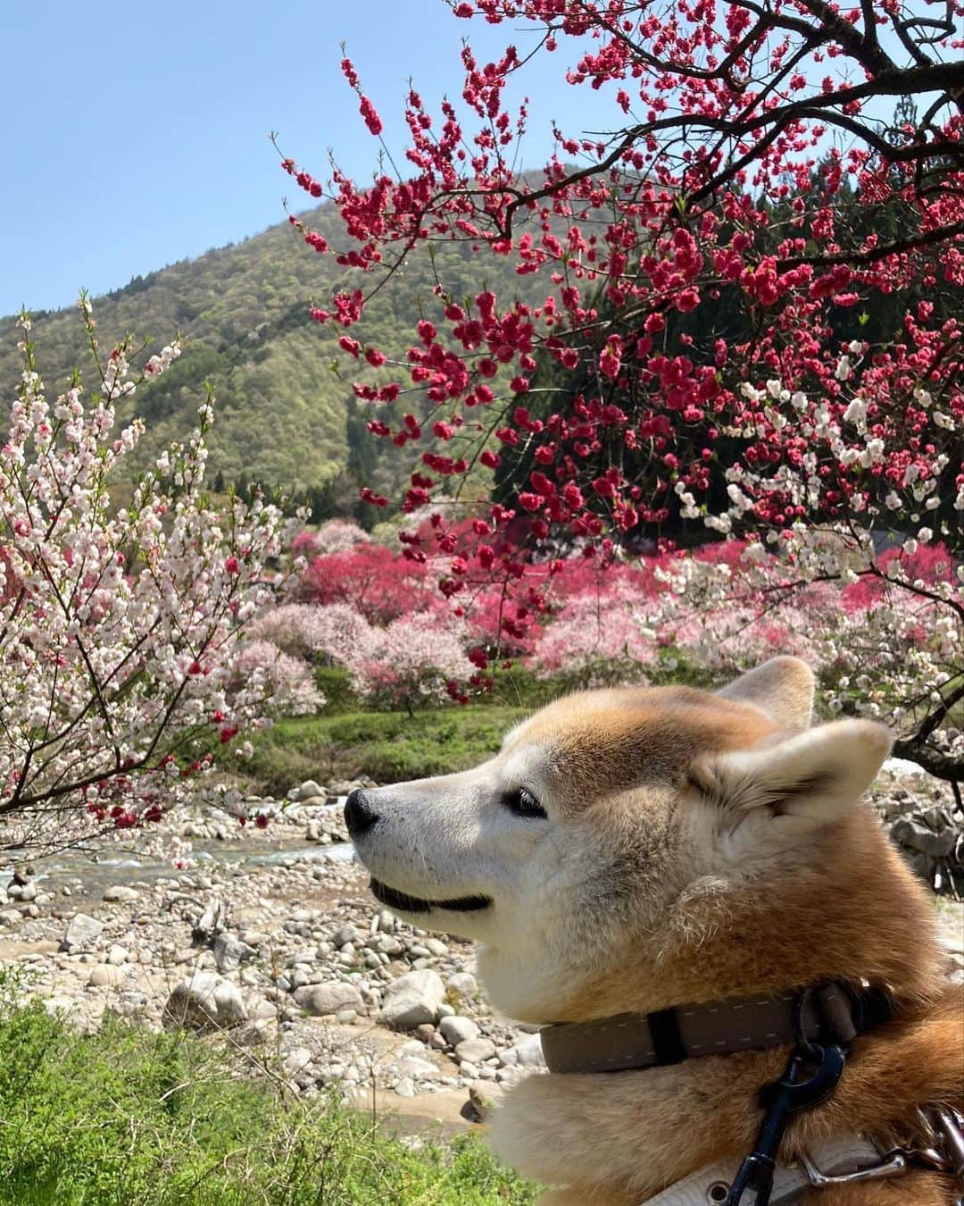 てんパパさんのインスタグラム写真 - (てんパパInstagram)「4月22日（土） 午前4時に出発して花桃の里へ。 晴れ、満開、幸運にもベストなタイミングで桃源郷を楽しめました。 #花桃の里 #月川温泉郷 #花とてん #桃源郷旅 2023」4月28日 8時28分 - tenchan.shiba