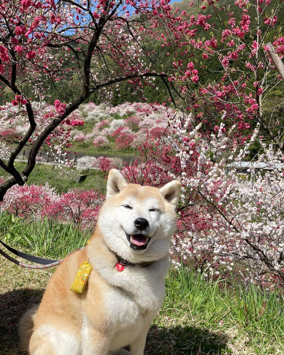 てんパパさんのインスタグラム写真 - (てんパパInstagram)「4月22日（土） 午前4時に出発して花桃の里へ。 晴れ、満開、幸運にもベストなタイミングで桃源郷を楽しめました。 #花桃の里 #月川温泉郷 #花とてん #桃源郷旅 2023」4月28日 8時28分 - tenchan.shiba