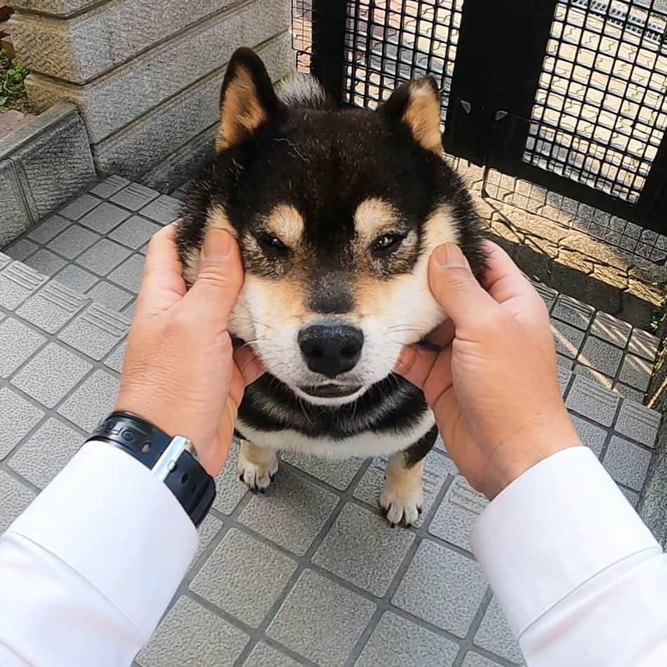 BlackRed shibasのインスタグラム：「やまと、お散歩頑張ってな😊 . Good luck on your walk with Yamato. . 2023.04.28 . . .  #2023yamato #柴犬 #shiba #shibainu #dog #rescuedog #rupinasu卒業犬 #rupinasu  #黒柴犬 #cute #元保護犬 #rescuedogs #japan #japandog #元保護犬今は過保護 #lovely #cute #cutestdog #awesomeanimals #goprojp #gopro #goprodog #gopropov」