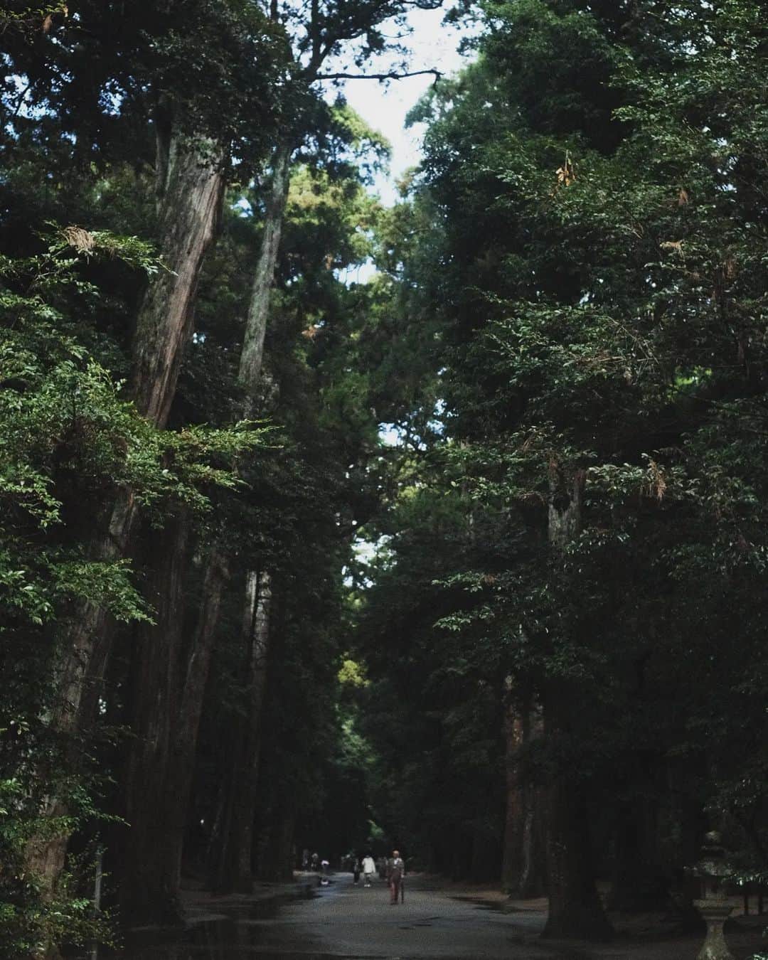 東啓介のインスタグラム：「カメラ旅。 みんなもう見てくれたかな？  鹿嶋ほんとに最高だったよ( ´∀｀) 是非GWに行ってほしい。  写真まだまだあるからちょっとずつ出していこうかな？  道と木と空。 神宮って感じの写真を撮った。 色々ジブリみたいだったなーほんとに（笑） みんなも鹿島に行ったら行ってみてね。」
