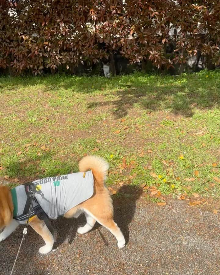 shibainu berryのインスタグラム