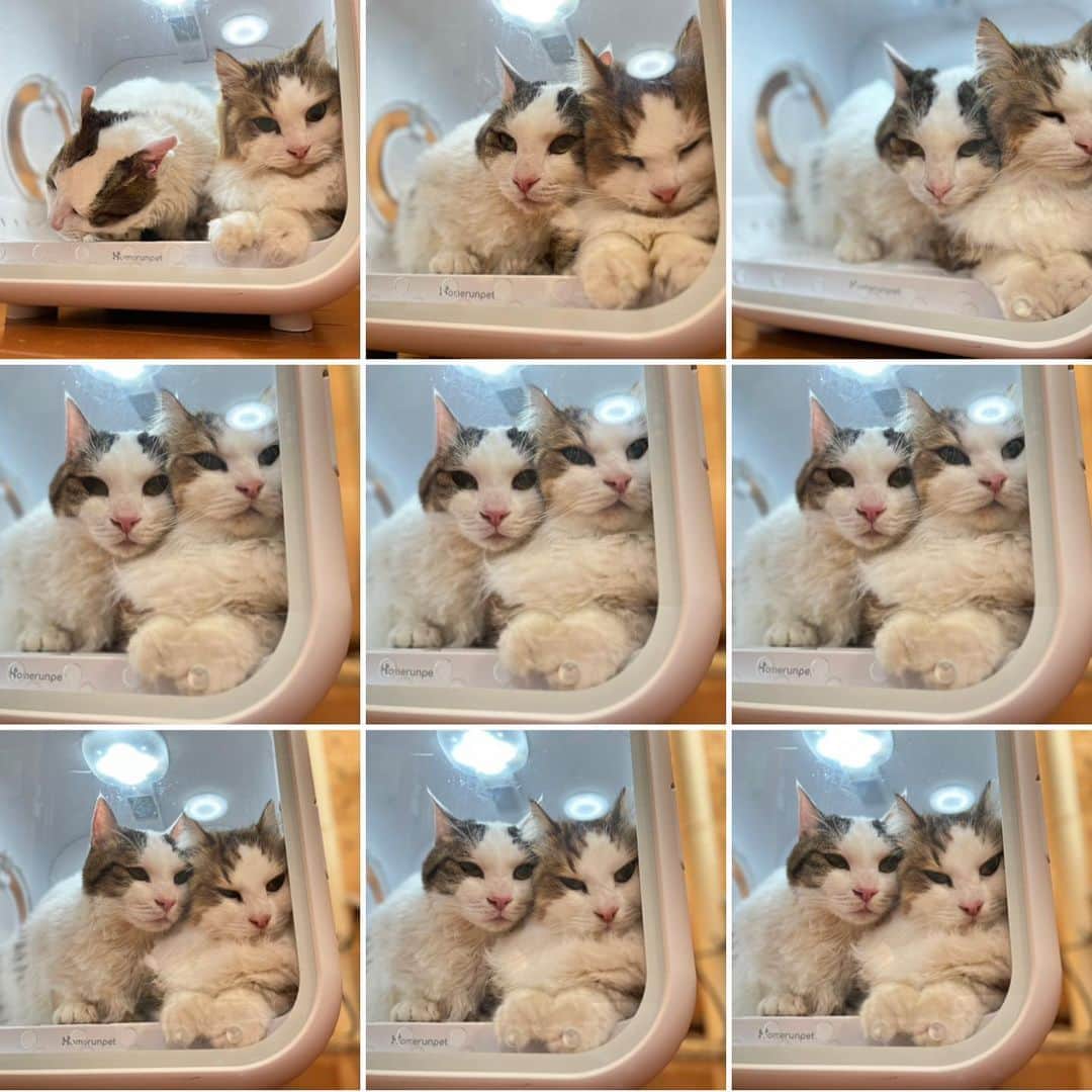 ひのき猫さんのインスタグラム写真 - (ひのき猫Instagram)「濡れてるぬいぐるみと、乾いたぬいぐるみ(๑♡∀♡๑)」4月28日 18時56分 - hinoki.cute.kitten