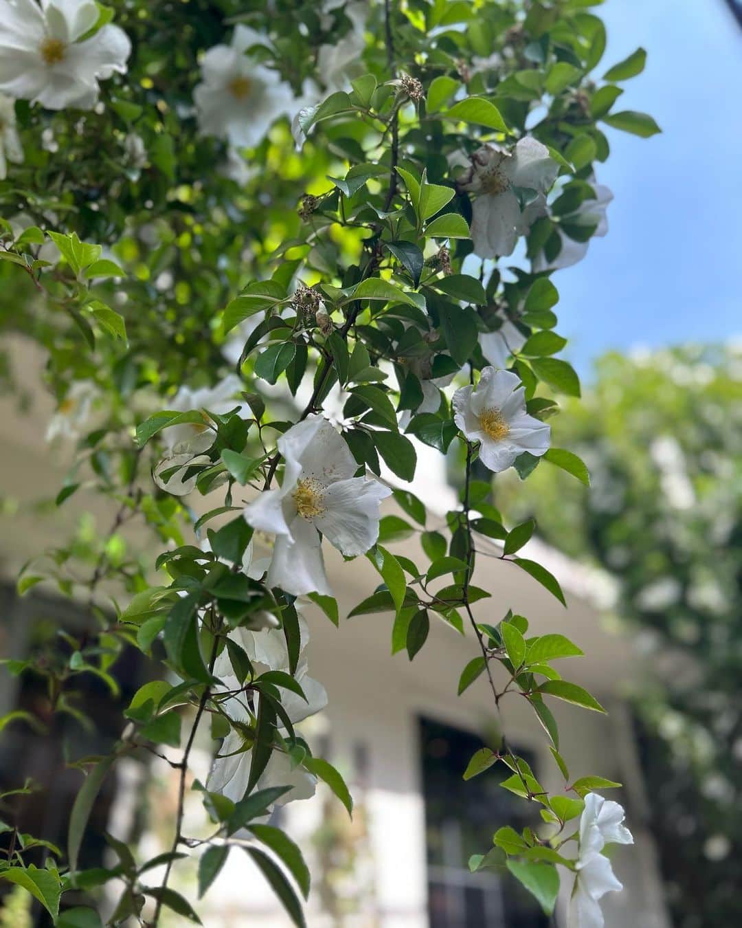 中岡由佳さんのインスタグラム写真 - (中岡由佳Instagram)「❇︎ 緑と花に降りそそぐ光。 清々しい春の空気。 幸せな気分。 #lovely」4月28日 18時58分 - yuka_nakaoka