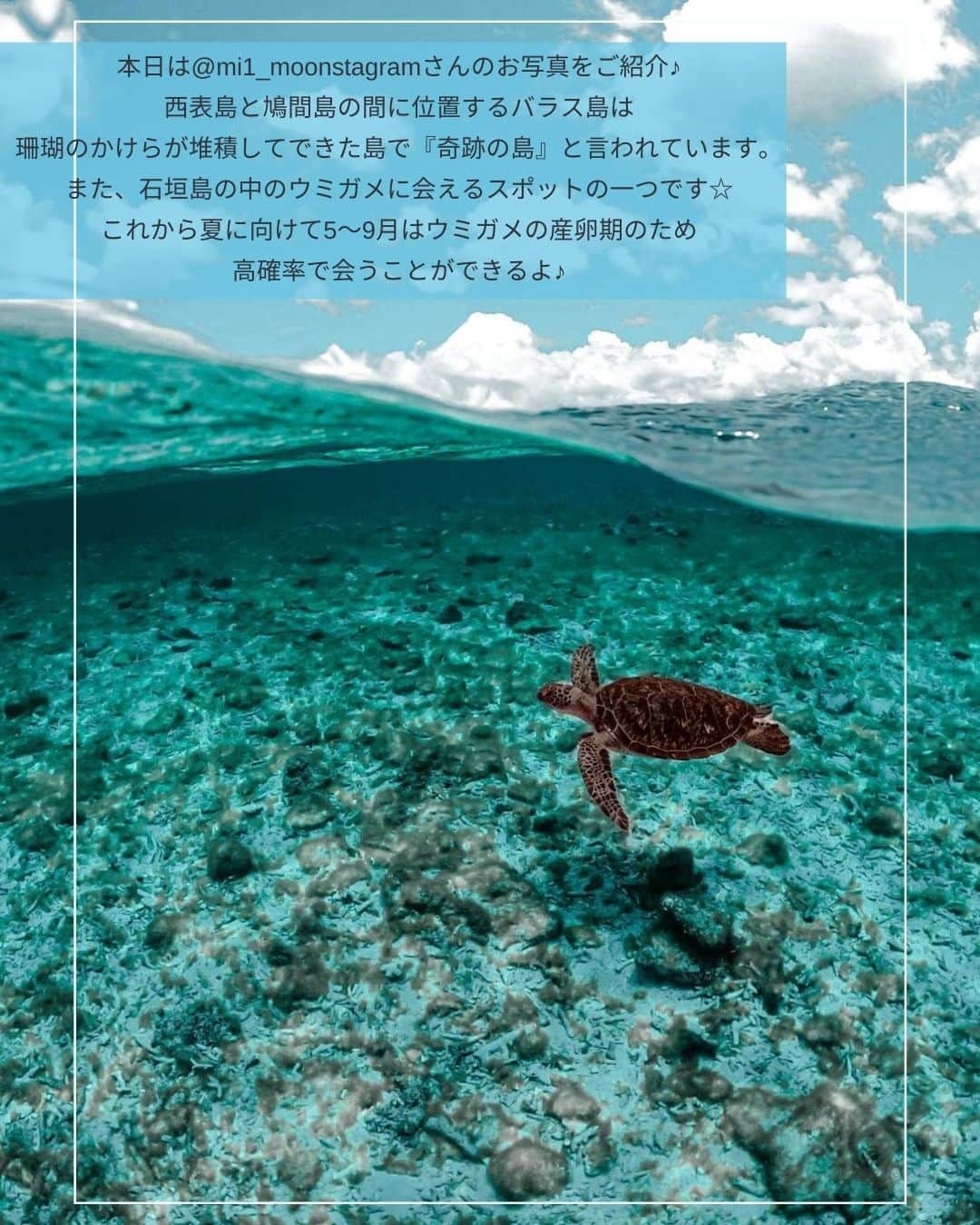 タビジョさんのインスタグラム写真 - (タビジョInstagram)「他のスポットはここから👉@tabi_jyo  八重山諸島 『バラス島』 本日の #タビジョ は ／ @mi1_moonstagram さんの投稿をシェア💛💙 ＼  ☻︎☻︎✈︎✈︎✈︎✈︎✈︎✈︎✈︎✈︎✈︎✈︎☻︎☻︎  奇跡の島と呼ばれる『バラス島』 みなさんご存知ですか？💙 サンゴの欠片が堆積してできた島で 海も透明度が高くとても綺麗です🪸✨ ウミガメも夏は会える確率が高くなるようなので 一緒に泳いでみたいですね🥰🐢  ☻︎☻︎✈︎✈︎✈︎✈︎✈︎✈︎✈︎✈︎✈︎✈︎☻︎☻︎  @tabi_jyo アカウントでは旅先の新たな魅力を発信中✨ スポットや写真の撮り方の参考におすすめ💛 レポーター募集などはアカウントから配信しているよ👭 気になる方はフォローしてね🌈  #タビジョ #旅行 #tabijyo #国内旅行 #tabijyomap_japan #八重山諸島 #バラス島 #ウミガメ #シュノーケル #西表島 #石垣島 #奇跡の島 2日前」4月28日 19時05分 - tabi_jyo