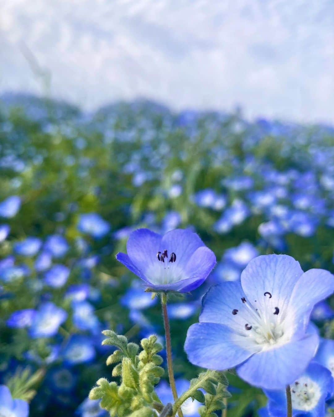 MariIryuさんのインスタグラム写真 - (MariIryuInstagram)「念願の空と海と100万株のネモフィラ🦋💠✨  📍 大阪まいしまシーサイドパーク @osaka_maishima_seasidepark   〒554-0042 大阪府大阪市此花区北港緑地2丁目  🗓開園期間 2023/4/7（金）～5/7（日）  🕛営業時間 【平日】9:00～17:00（最終入園 16:30） 【土日祝・4/29～5/6】9:00～18:30（最終入園 18:00）※5/7は、9:00～17:00（最終入園 16:30）  🚃アクセス 「桜島駅」よりバスに乗車「ホテル・ロッジ舞洲前」下車  👛入園料 大人 (中学生以上)	1,300円 子供 (4歳～小学生)600円  #大阪まいしまシーサイドパーク #ネモフィラ祭り2023フォトコン #ネモフィラ祭り #ネモフィラ祭り2023 #舞洲シーサイドパーク #舞洲 #舞洲ネモフィラ祭り #花畑 #ゴールデンウィーク #ゴールデンウィークの過ごし方 #大阪観光 #大阪旅行 #大阪 #osaka #maishimaseasidepark #ネモフィラ #ネモフィラ畑 #おでかけスポット #osakajapan」4月28日 19時05分 - marty2367