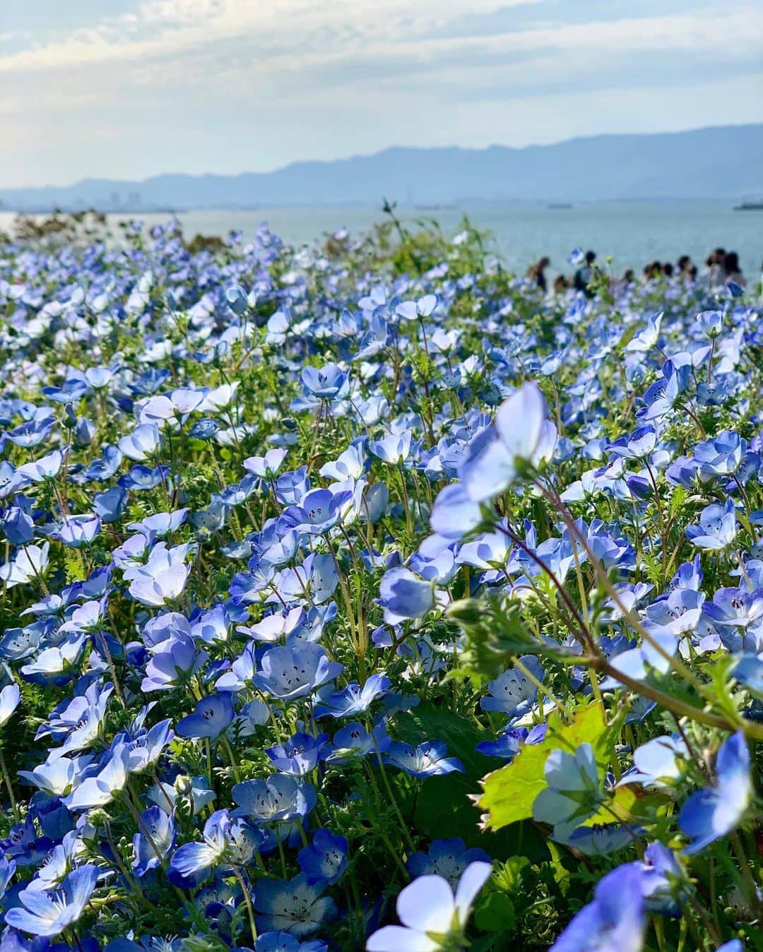 MariIryuさんのインスタグラム写真 - (MariIryuInstagram)「念願の空と海と100万株のネモフィラ🦋💠✨  📍 大阪まいしまシーサイドパーク @osaka_maishima_seasidepark   〒554-0042 大阪府大阪市此花区北港緑地2丁目  🗓開園期間 2023/4/7（金）～5/7（日）  🕛営業時間 【平日】9:00～17:00（最終入園 16:30） 【土日祝・4/29～5/6】9:00～18:30（最終入園 18:00）※5/7は、9:00～17:00（最終入園 16:30）  🚃アクセス 「桜島駅」よりバスに乗車「ホテル・ロッジ舞洲前」下車  👛入園料 大人 (中学生以上)	1,300円 子供 (4歳～小学生)600円  #大阪まいしまシーサイドパーク #ネモフィラ祭り2023フォトコン #ネモフィラ祭り #ネモフィラ祭り2023 #舞洲シーサイドパーク #舞洲 #舞洲ネモフィラ祭り #花畑 #ゴールデンウィーク #ゴールデンウィークの過ごし方 #大阪観光 #大阪旅行 #大阪 #osaka #maishimaseasidepark #ネモフィラ #ネモフィラ畑 #おでかけスポット #osakajapan」4月28日 19時05分 - marty2367