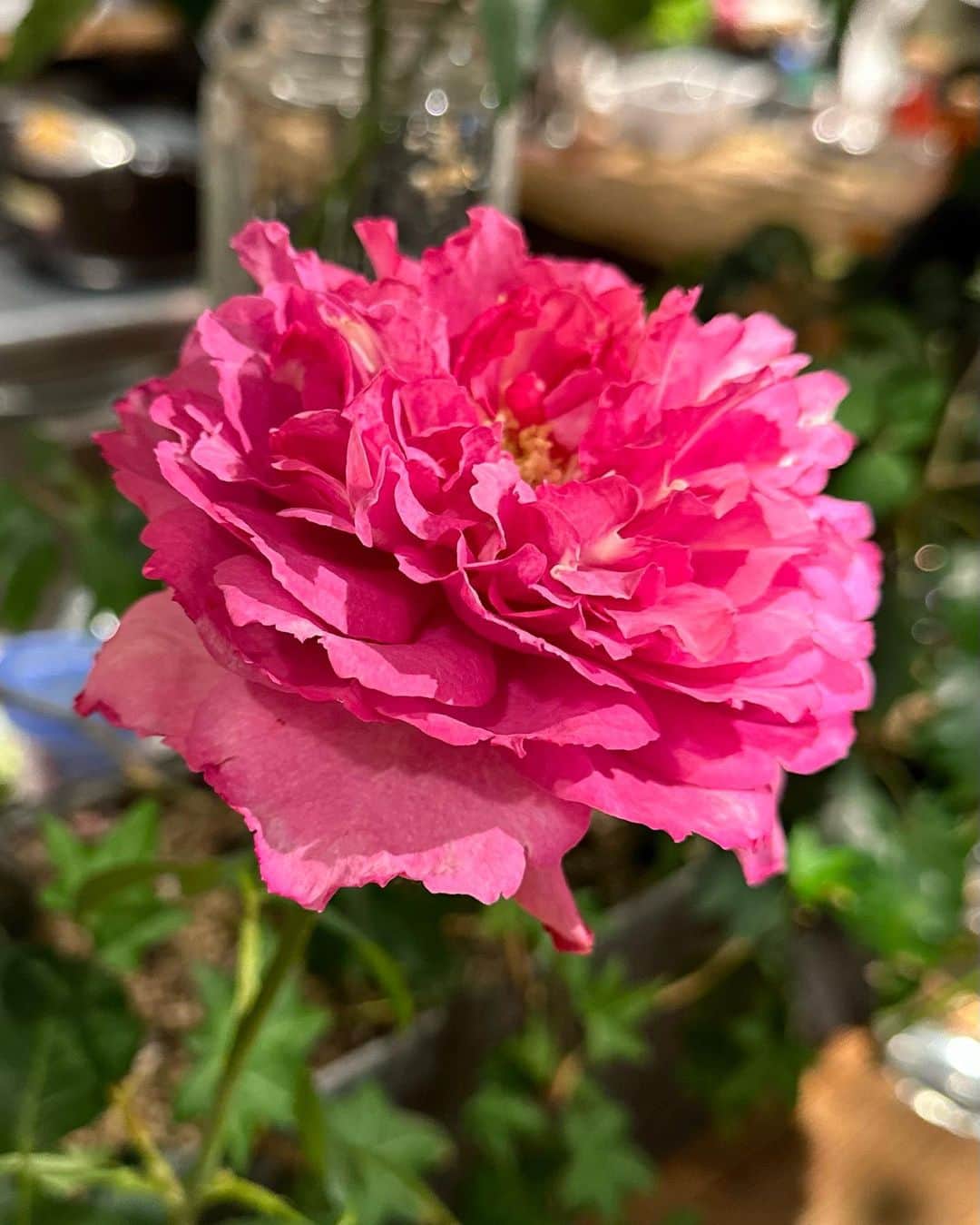 井上ほの花さんのインスタグラム写真 - (井上ほの花Instagram)「🌟🧸  毎日お疲れ様です 頭がパンクしそうな時はお花に癒してもらうのです。 この1枚目のバラの香りが大人！って感じでとても良くってね！ 胸がキュンとしたよ  #ほの花とお花のツーショット」4月28日 19時24分 - milky_milky0209