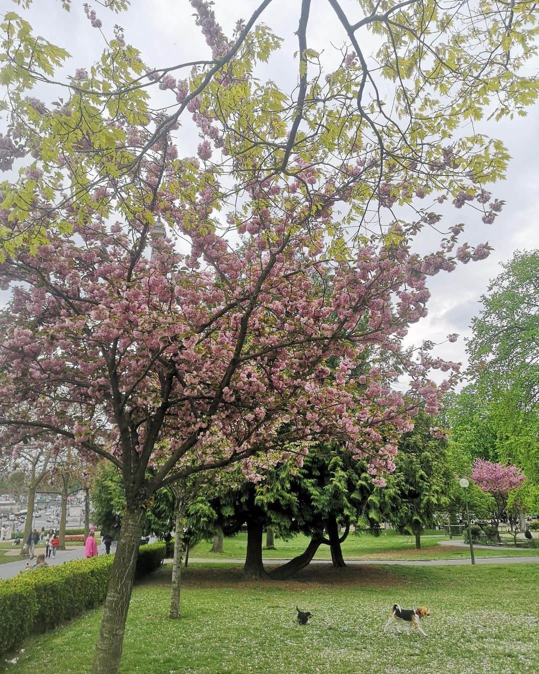 Orangina オランジーナ公式さんのインスタグラム写真 - (Orangina オランジーナ公式Instagram)「Bonjour🇫🇷  フランスでは パリの街やそれ以外の場所でも 桜を見かけることが多くなりました🌸 パリでは、4月中旬からが桜の見頃👍  パリ16区トロカデロ公園の桜も 満開を迎えました⭐️  セーヌ川を挟んだ先には エッフェル塔やシャン・ド・マルス公園があるので🗼 ランチタイムにお花見をしながら パノラマを楽しめます✨  この季節は フランス人にも人気の お花見スポットのようです❤️  #orangina #oranginaairy #france #soda #オランジーナ #フランス生まれ #炭酸飲料 #フランス #オレンジ #休憩 #withオランジーナ #lunchtime #ランチタイム #桜 #エッフェル塔 #トロカデロ公園 #toureiffel #jardinsdutrocadero #champsdemars #お花見」4月28日 19時34分 - orangina_jp